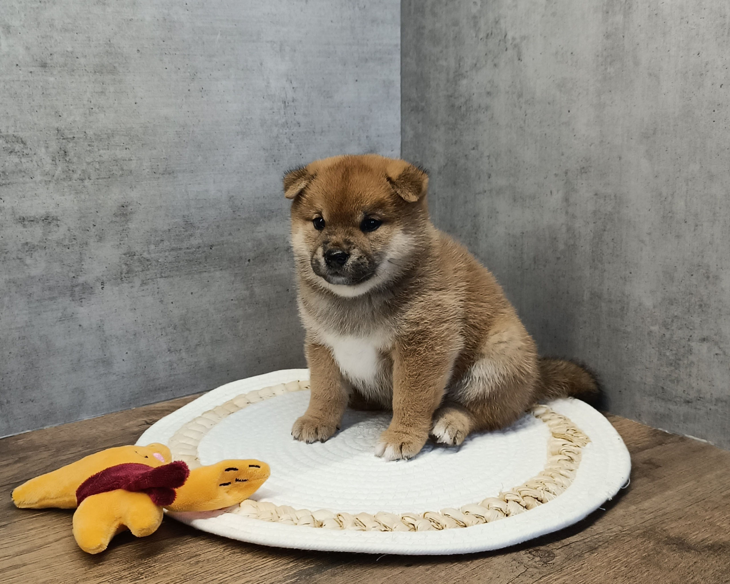 Rubylight Hattie. AMERICAN AKITA RUBYLIGHT KENNEL I SHIBA-INU