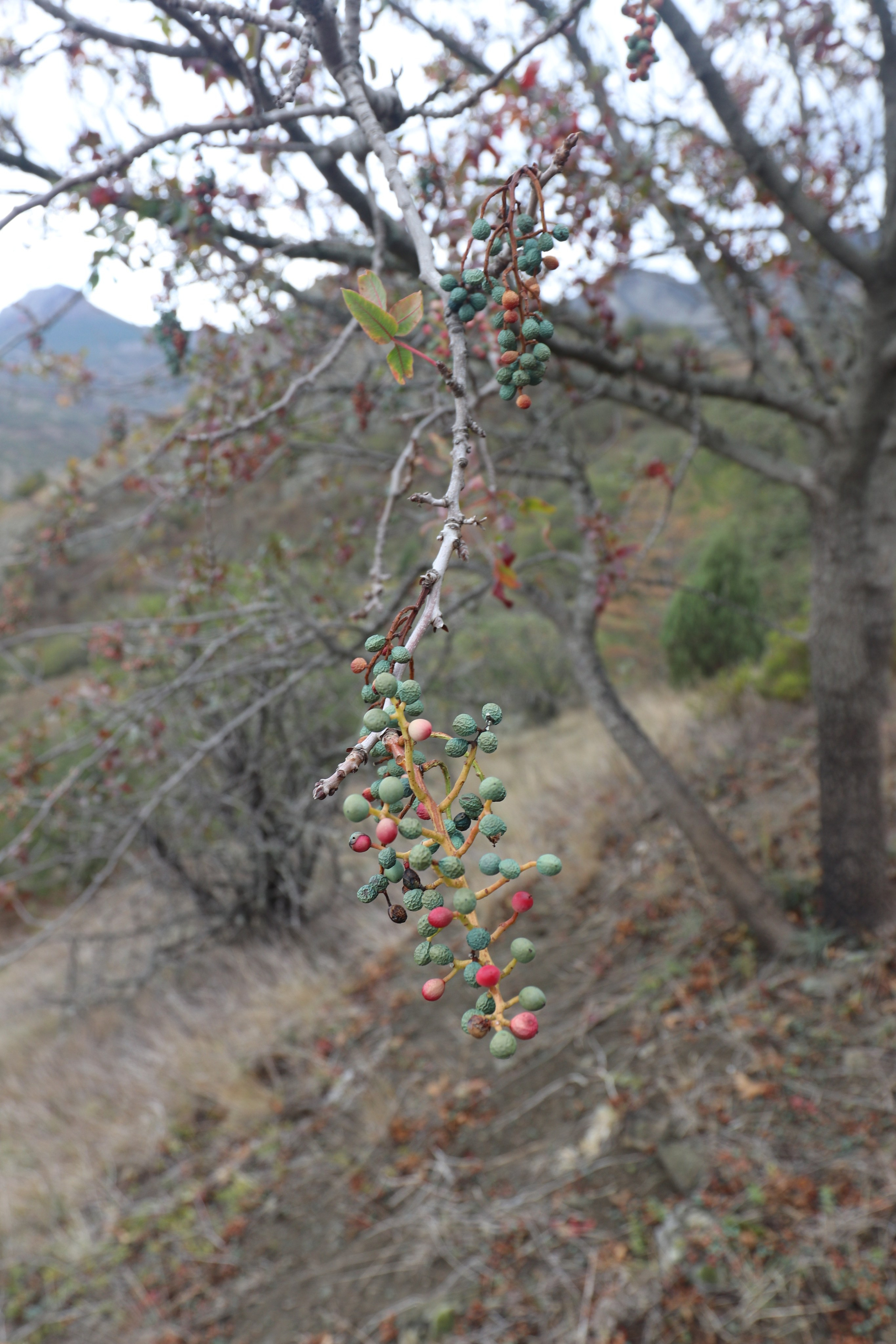 Крым. ЮБК (Судак, Карадаг). Ноябрь 2020. Путешественник-фотограф из Санкт-Петербурга Татьяна Свистулина