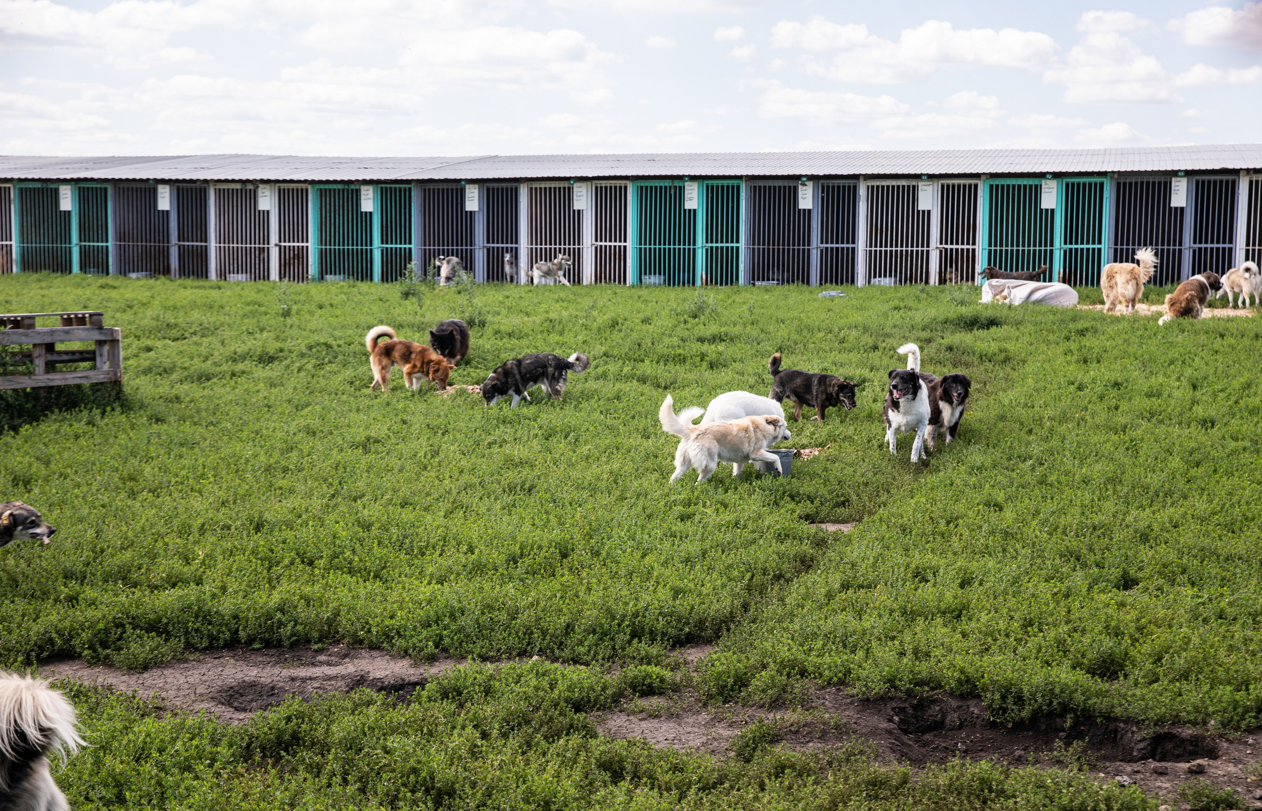 Приют — Наш дом. Репортажный и свадебный фотограф в Челябинске Елисеев Павел