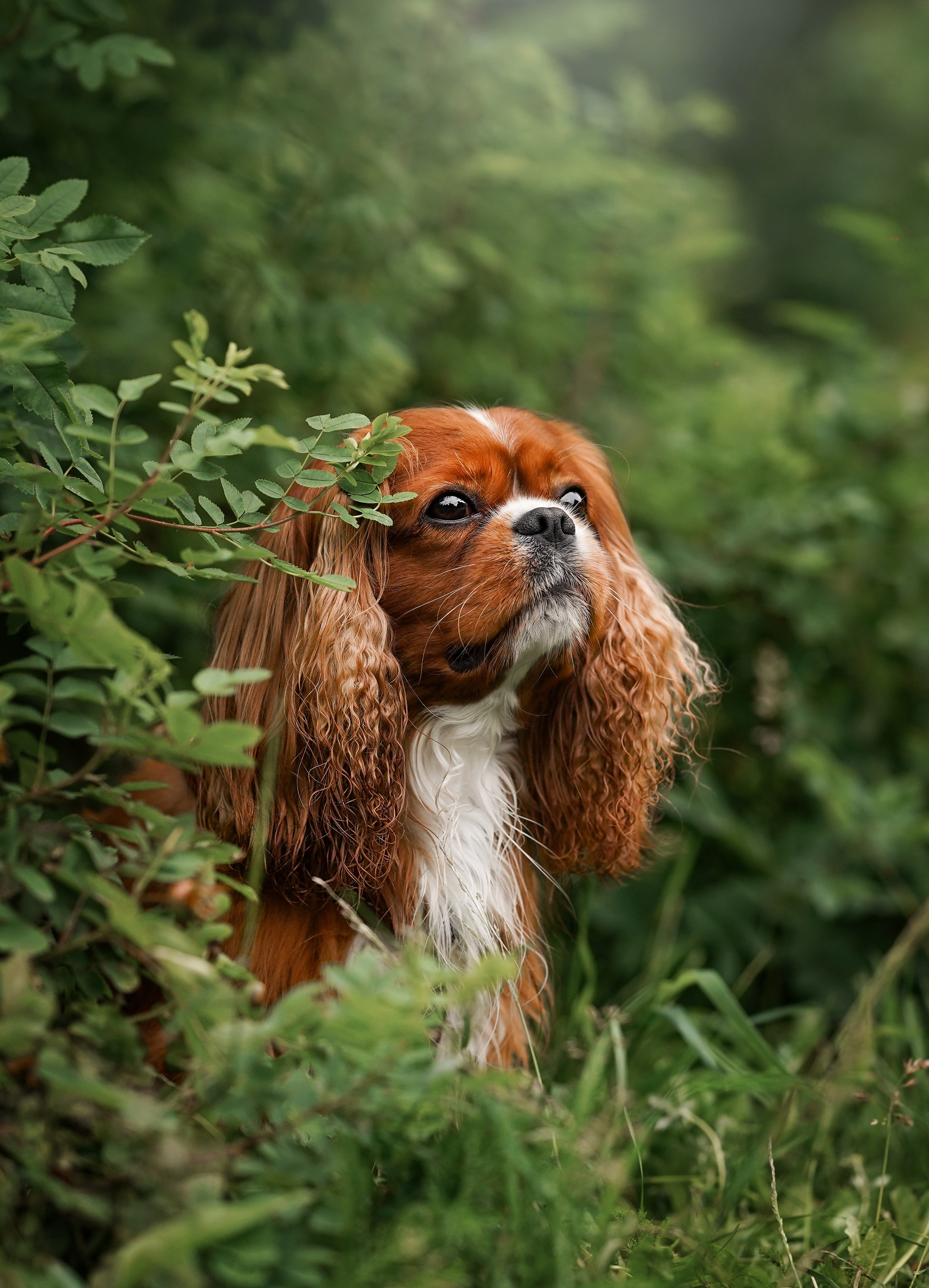 Юля Володя Гарри и Верон. Фотограф-анималист в Санкт-Петербурге Яна Мартынова