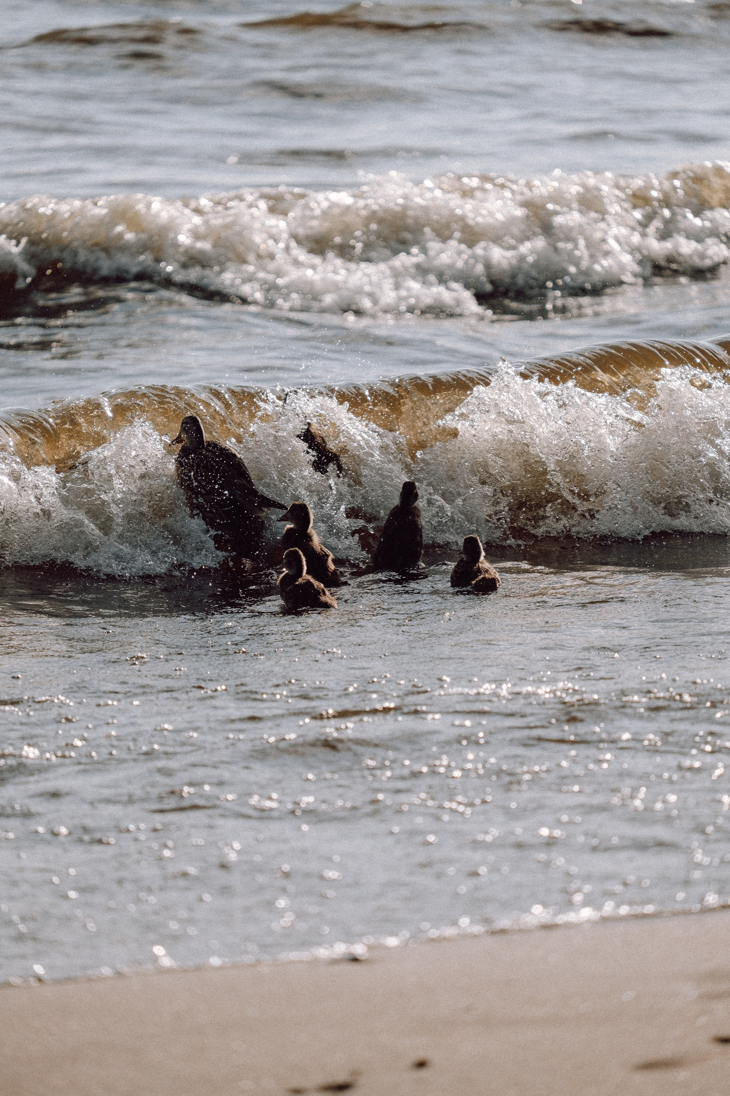 ПРОГУЛКА НА БЕРЕГУ ФИНСКОГО ЗАЛИВА. Профессиональный фотограф, Санкт-Петербург — Виктория Богомолова