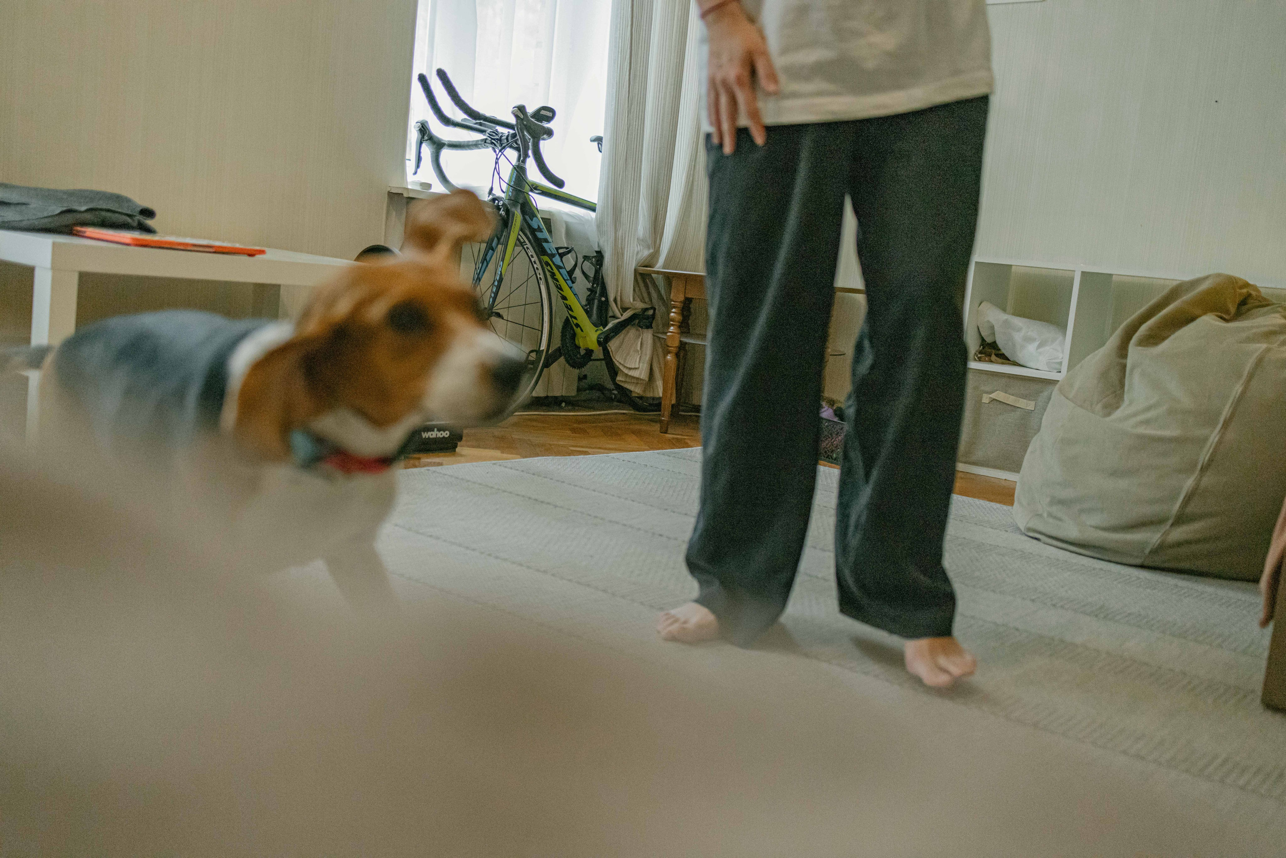 Света и Ива. Фотограф-анималист в Москве Лера Черноног