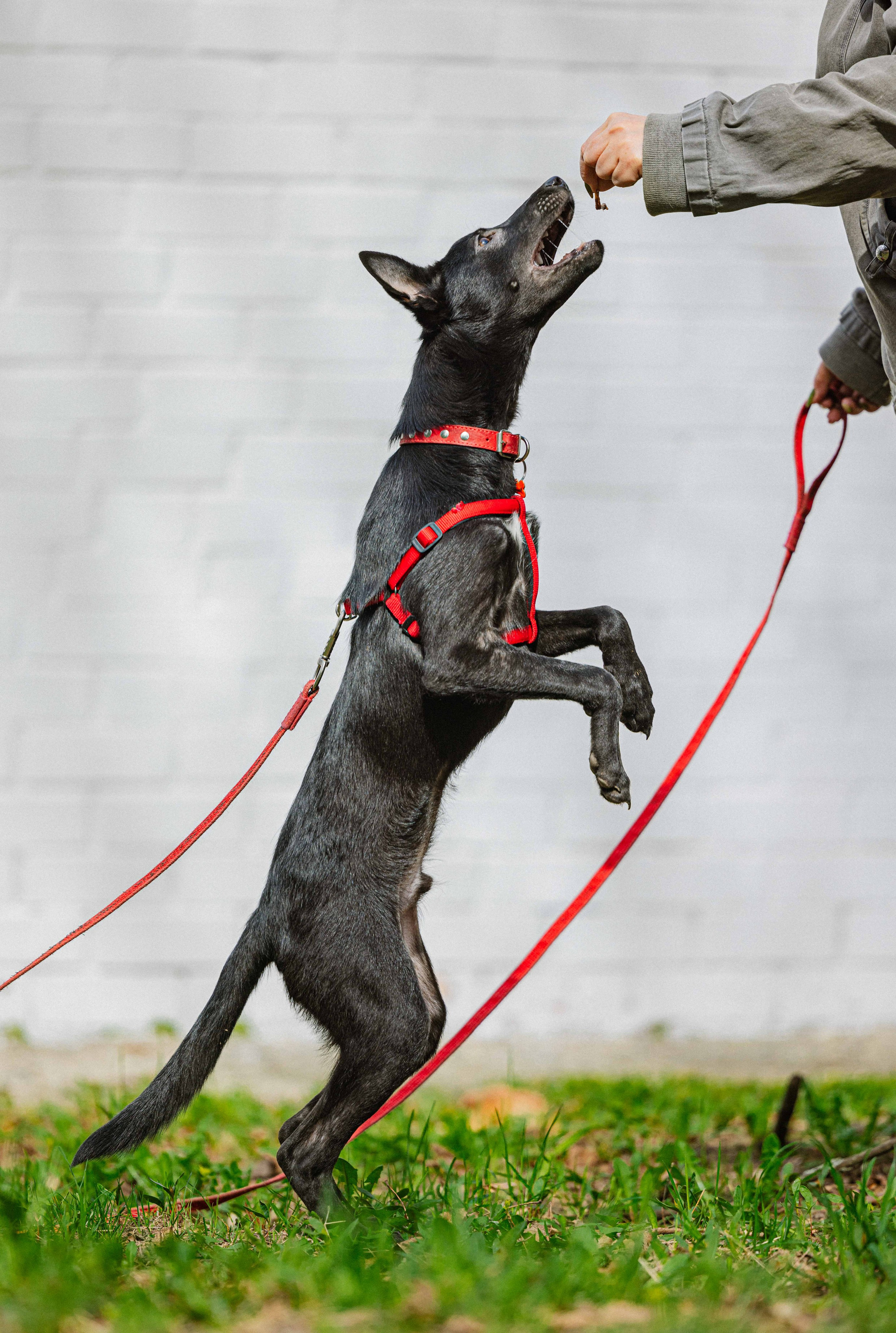 Булька. Фотограф-анималист в Москве Лера Черноног