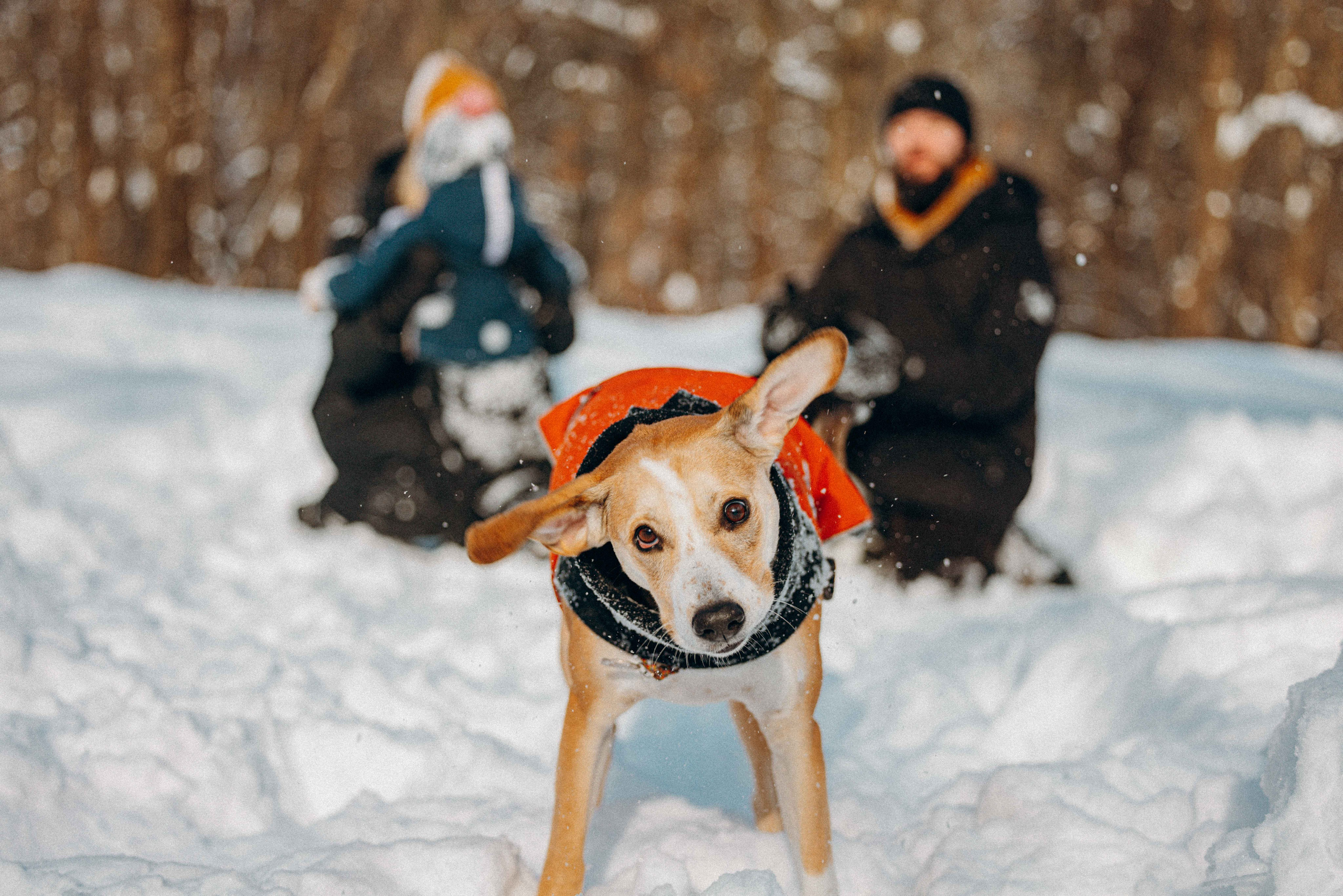 Свобода и ее семья. Фотограф-анималист в Москве Лера Черноног