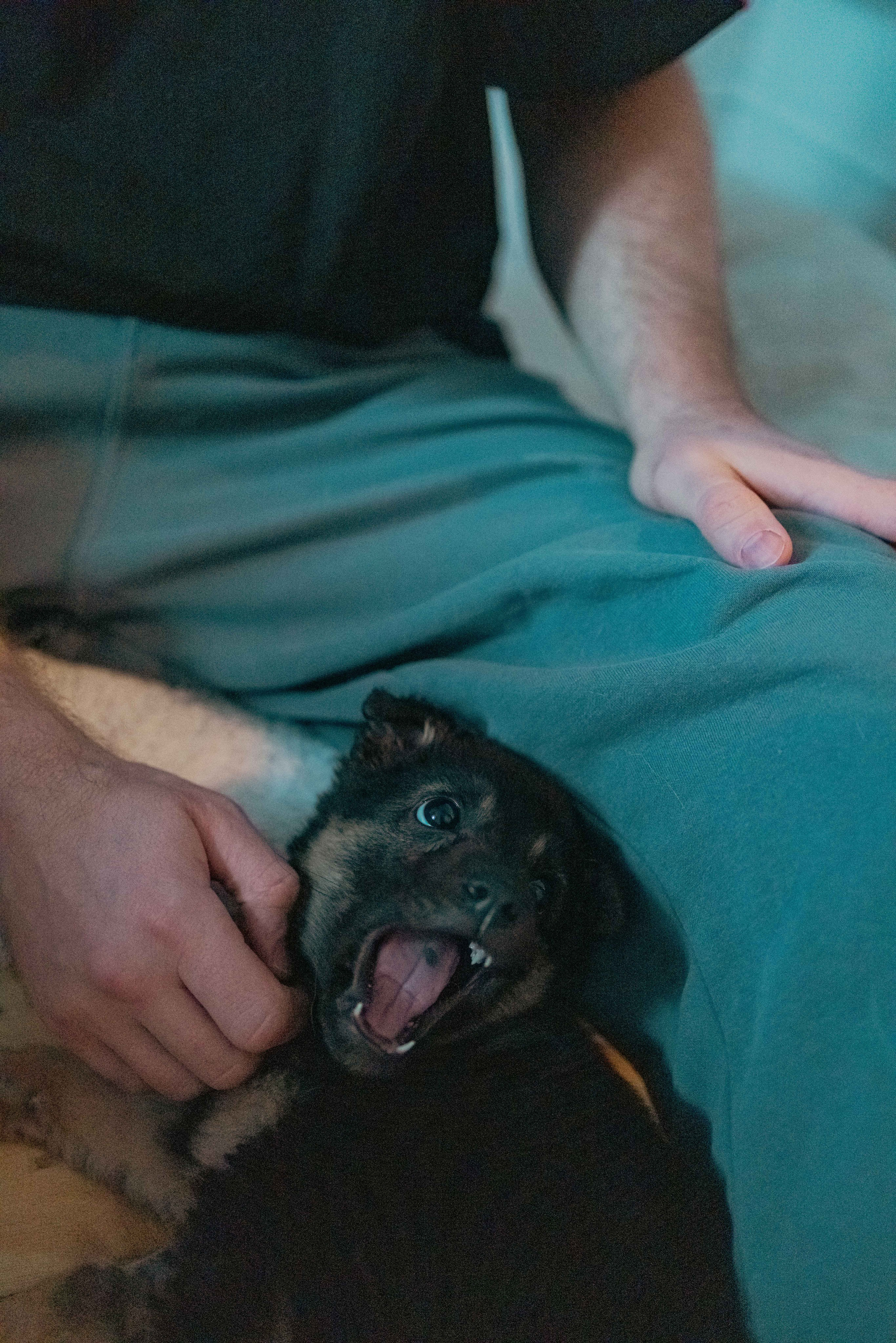 Пеппа. Фотограф-анималист в Москве Лера Черноног