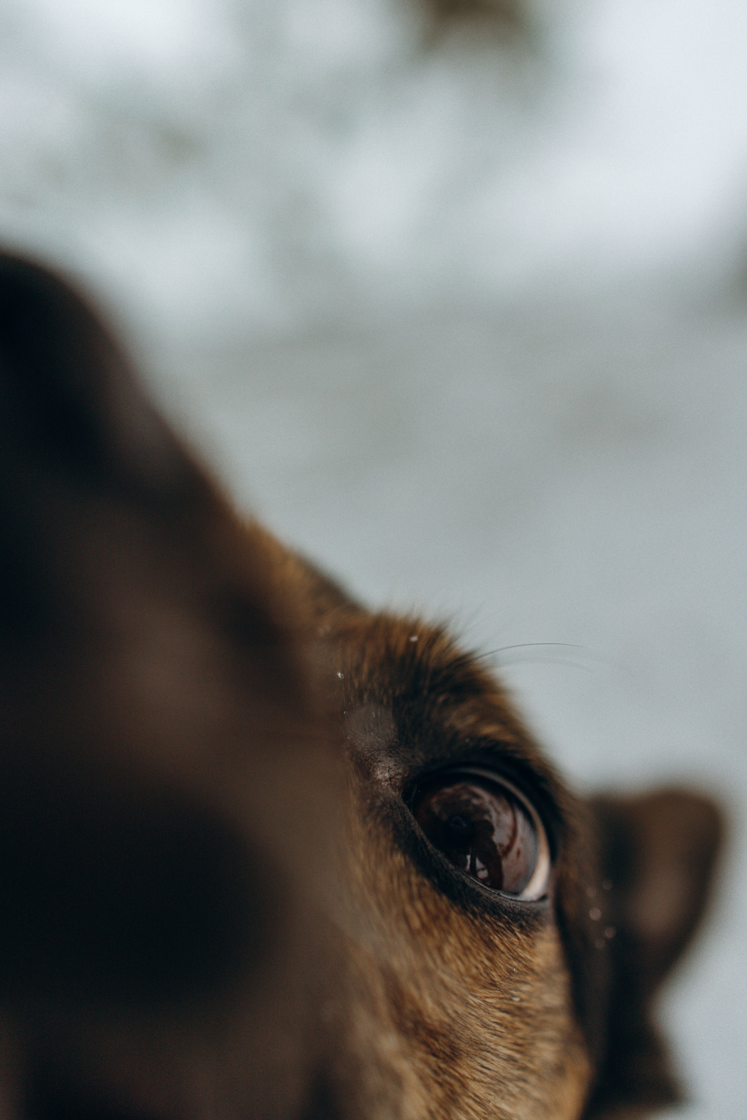 Ника, Матиша и Герда. Фотограф-анималист в Москве Лера Черноног
