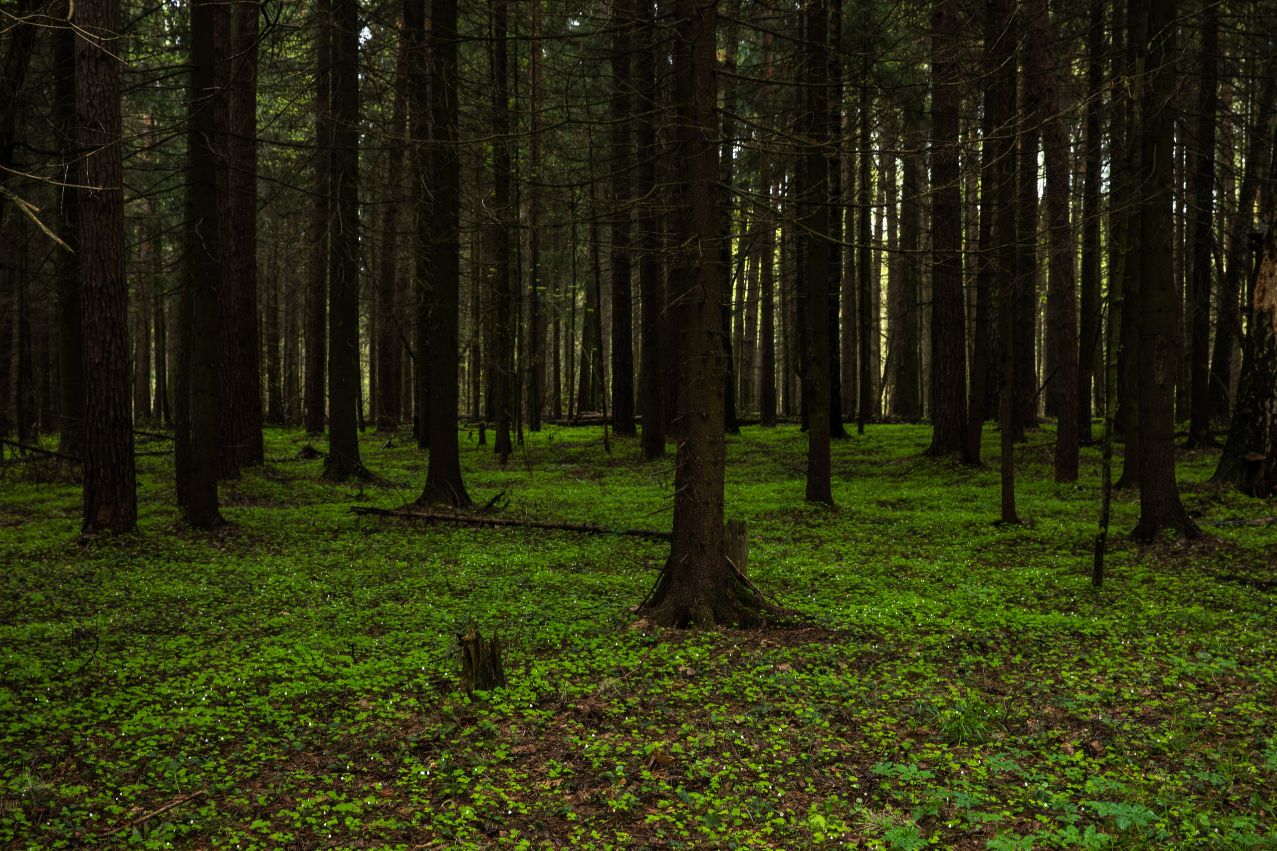 Лосиный остров, май 2023. Фотографии