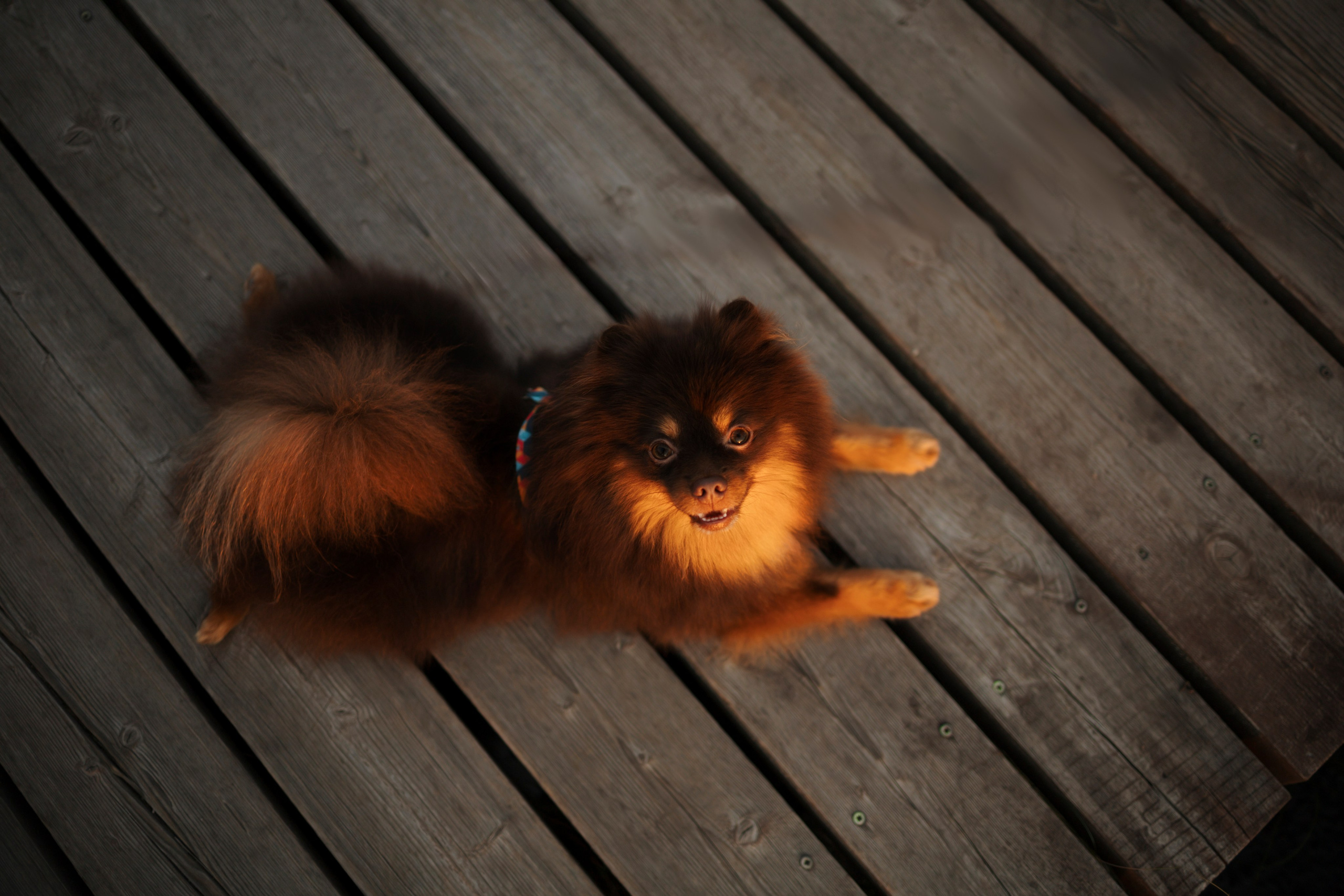 Сапфир и его семья. Фотограф-анималист в Санкт-Петеребурге Титова Алиса