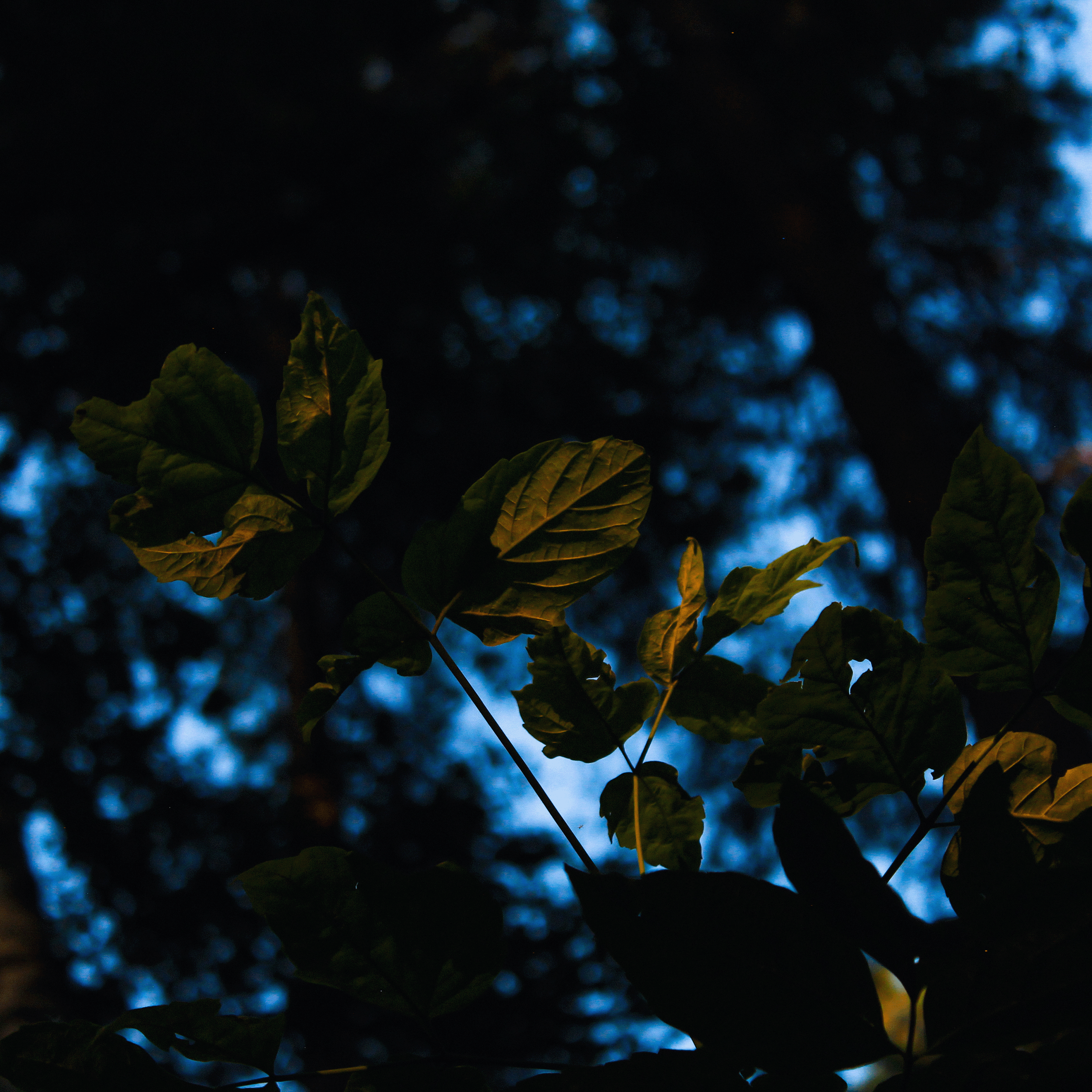 Summertime. Фотограф/дизайнер в Екатеринбурге Хитрый Дмитрий