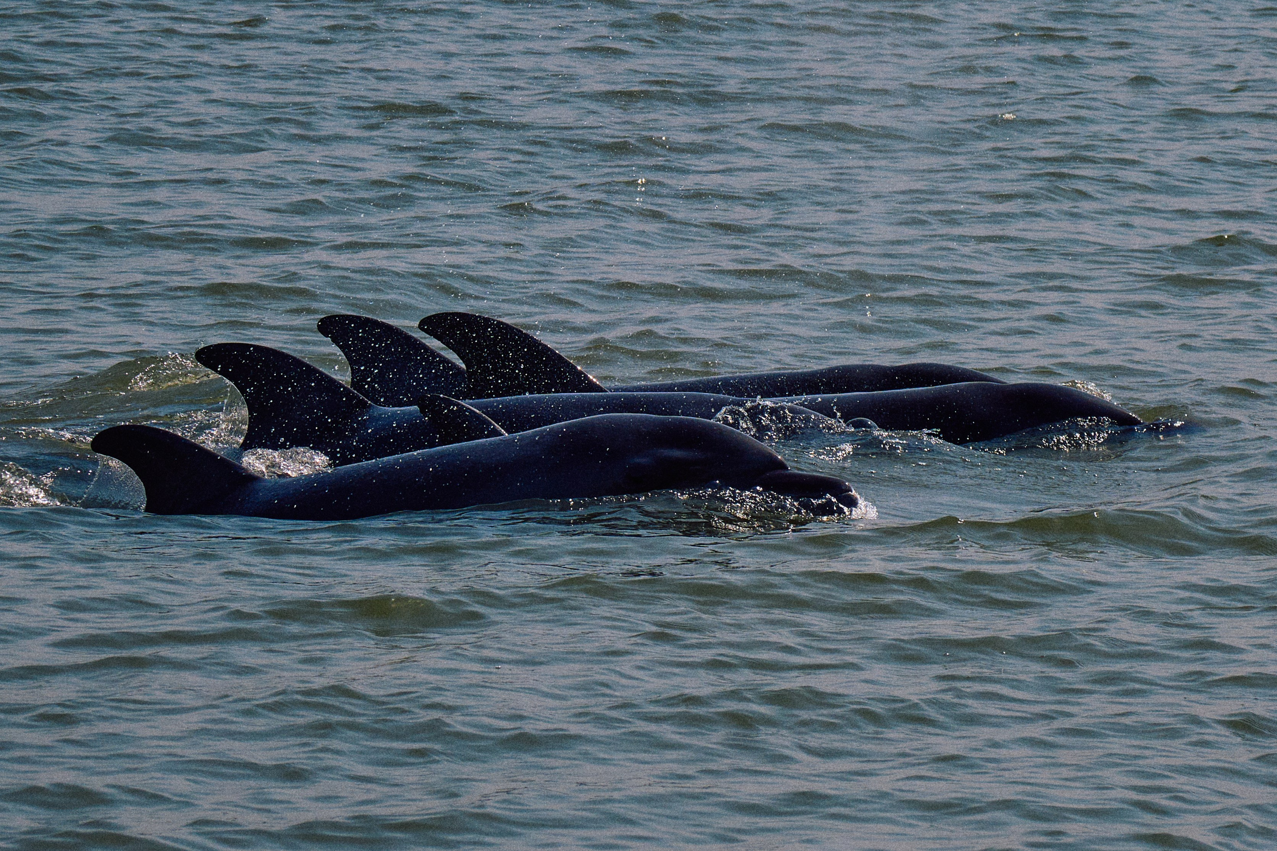 Gambia River. See the moment and catche. commercial and reportage
