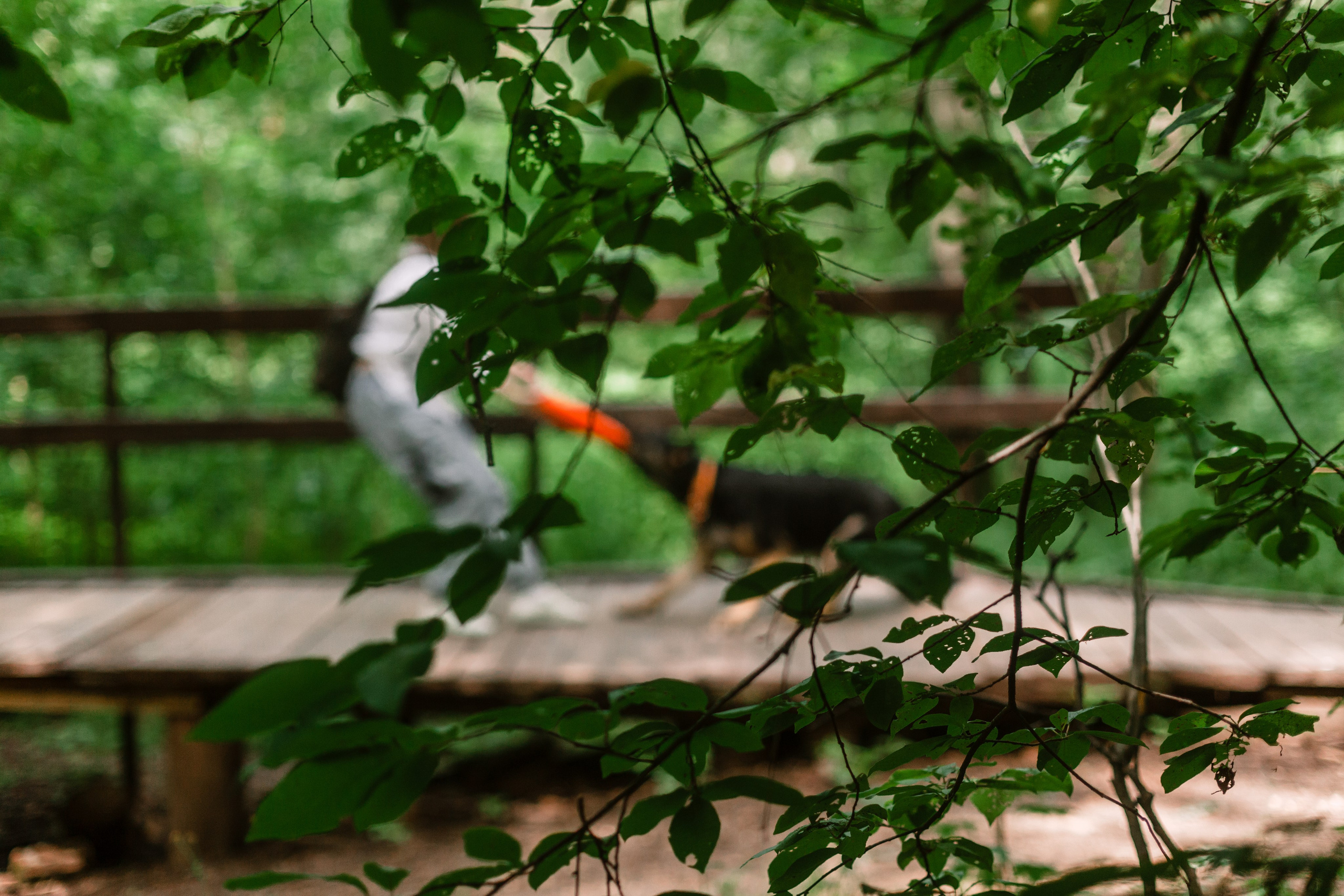 Лесная летняя фотопрогулка. Фотограф-анималист Татьяна Степанова