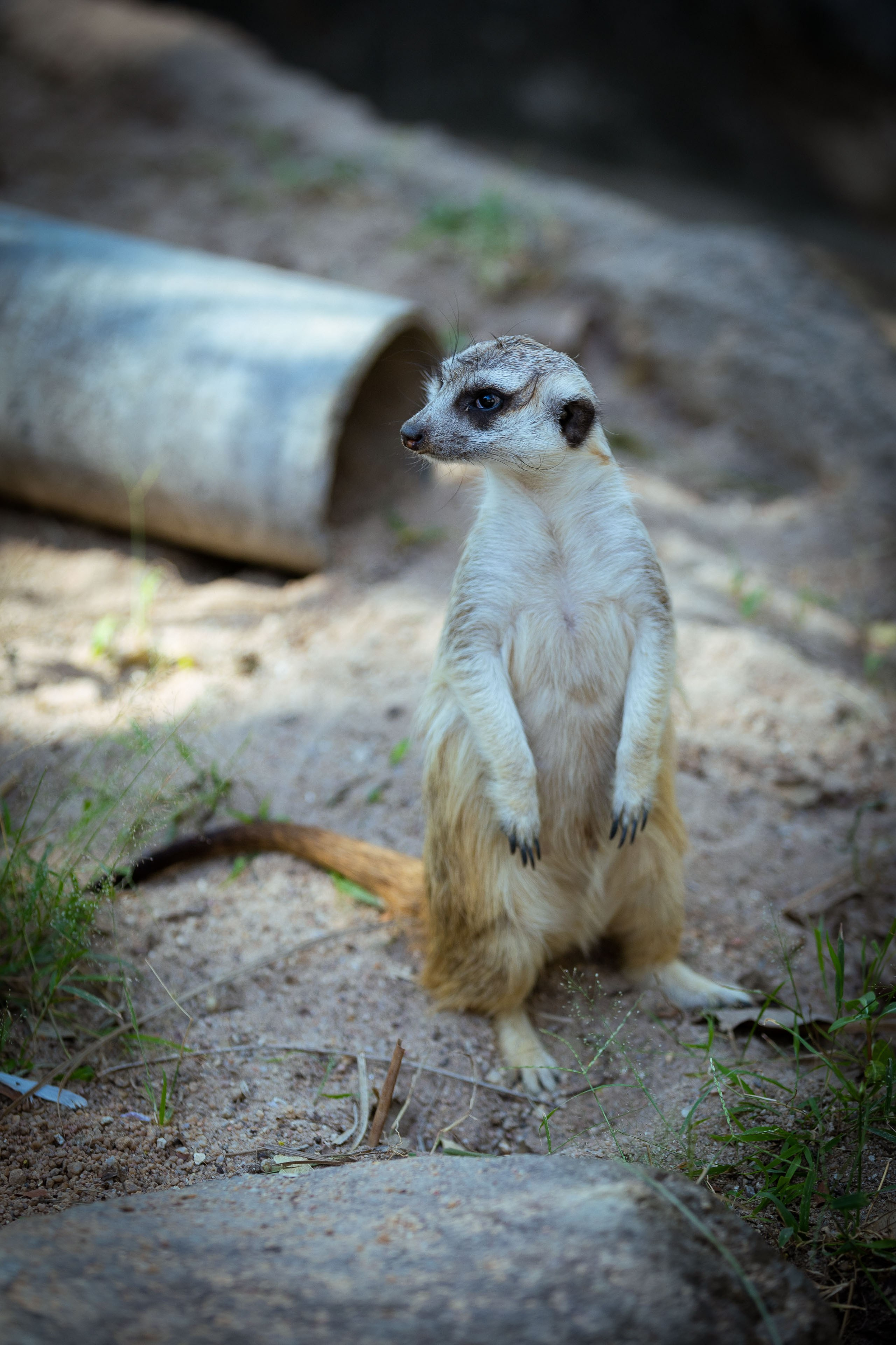 Таиланд (зима 2025). Фотограф Виноградов Константин