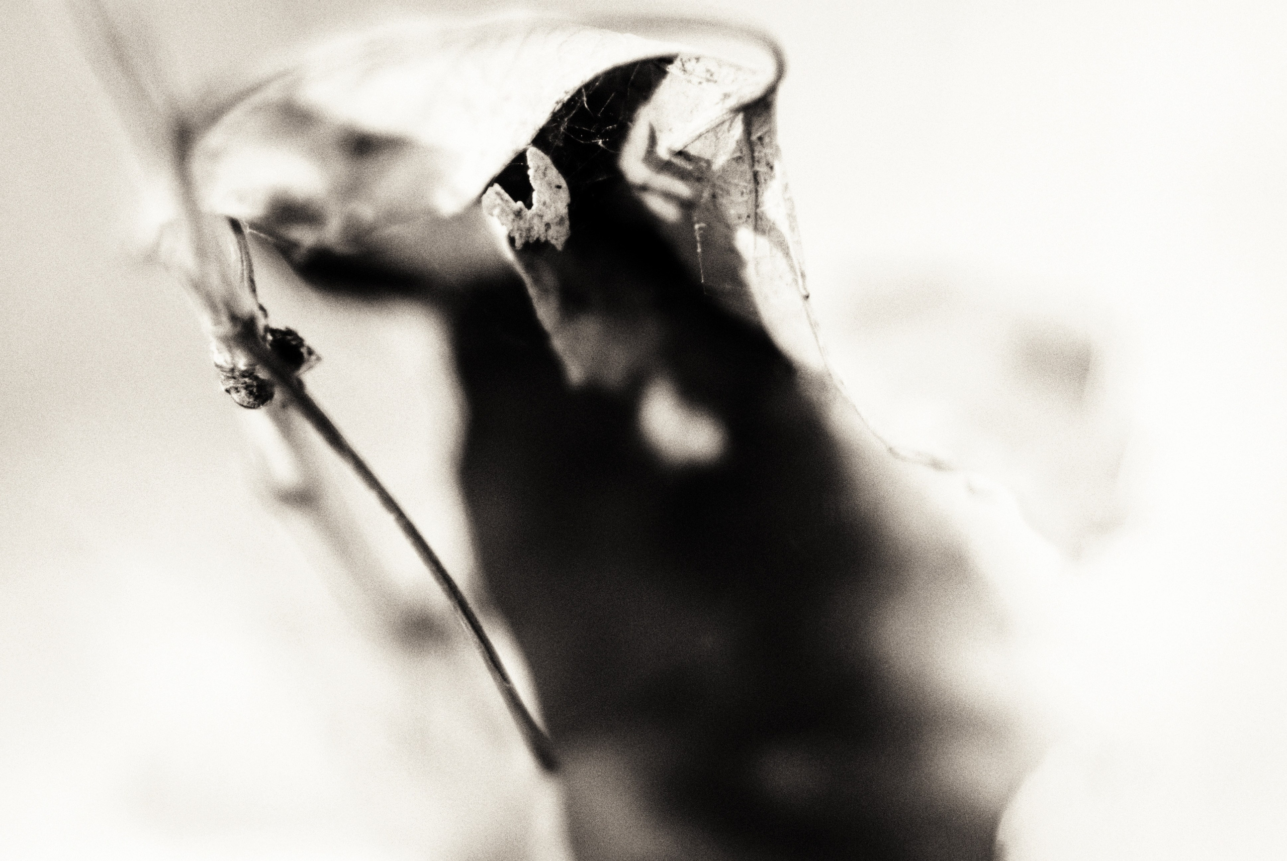 Внутривенные сны (2018-2023)