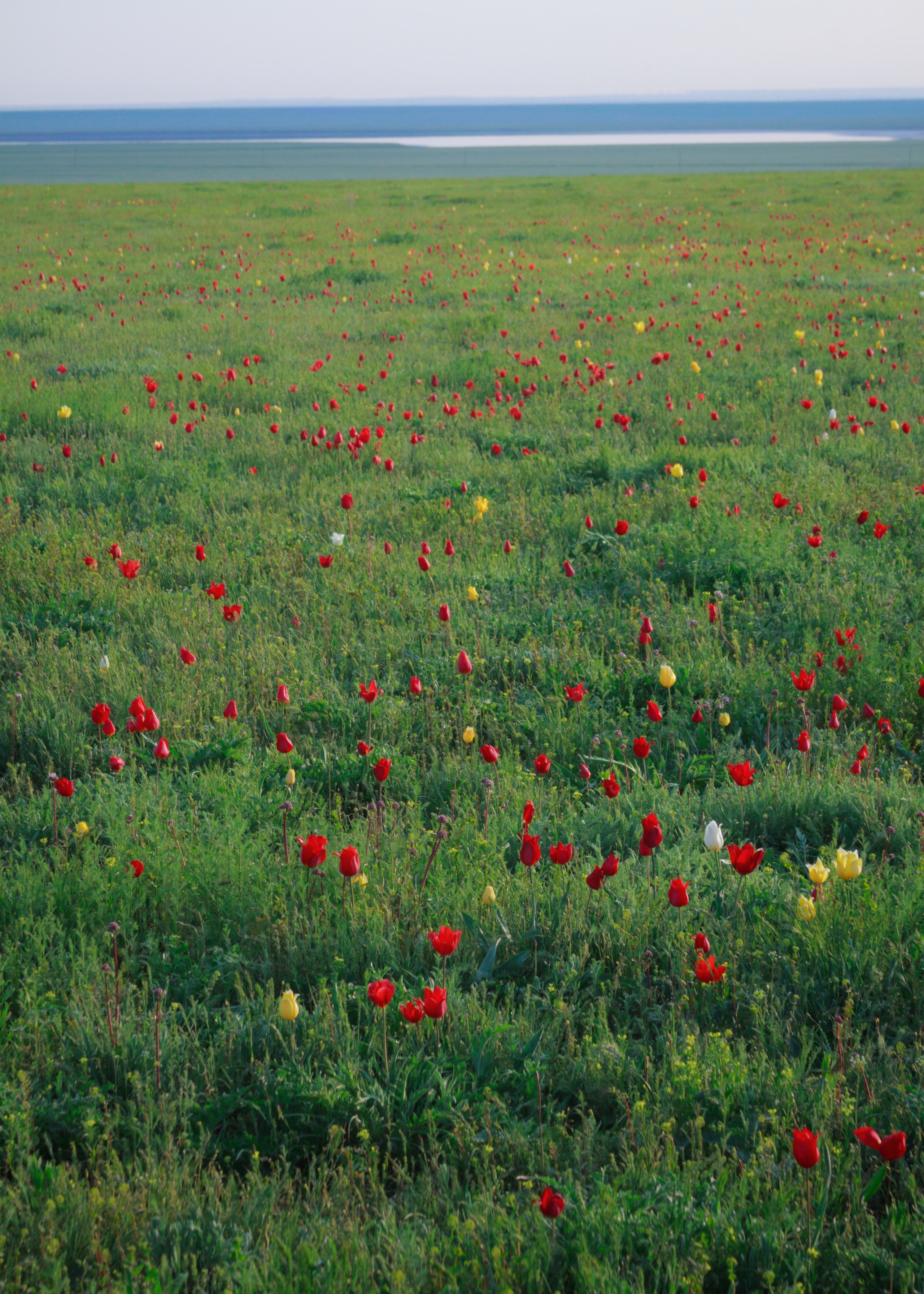 Тюльпаны и весенняя цветущая степь. Пейзажный и архитектурный фотограф юга России