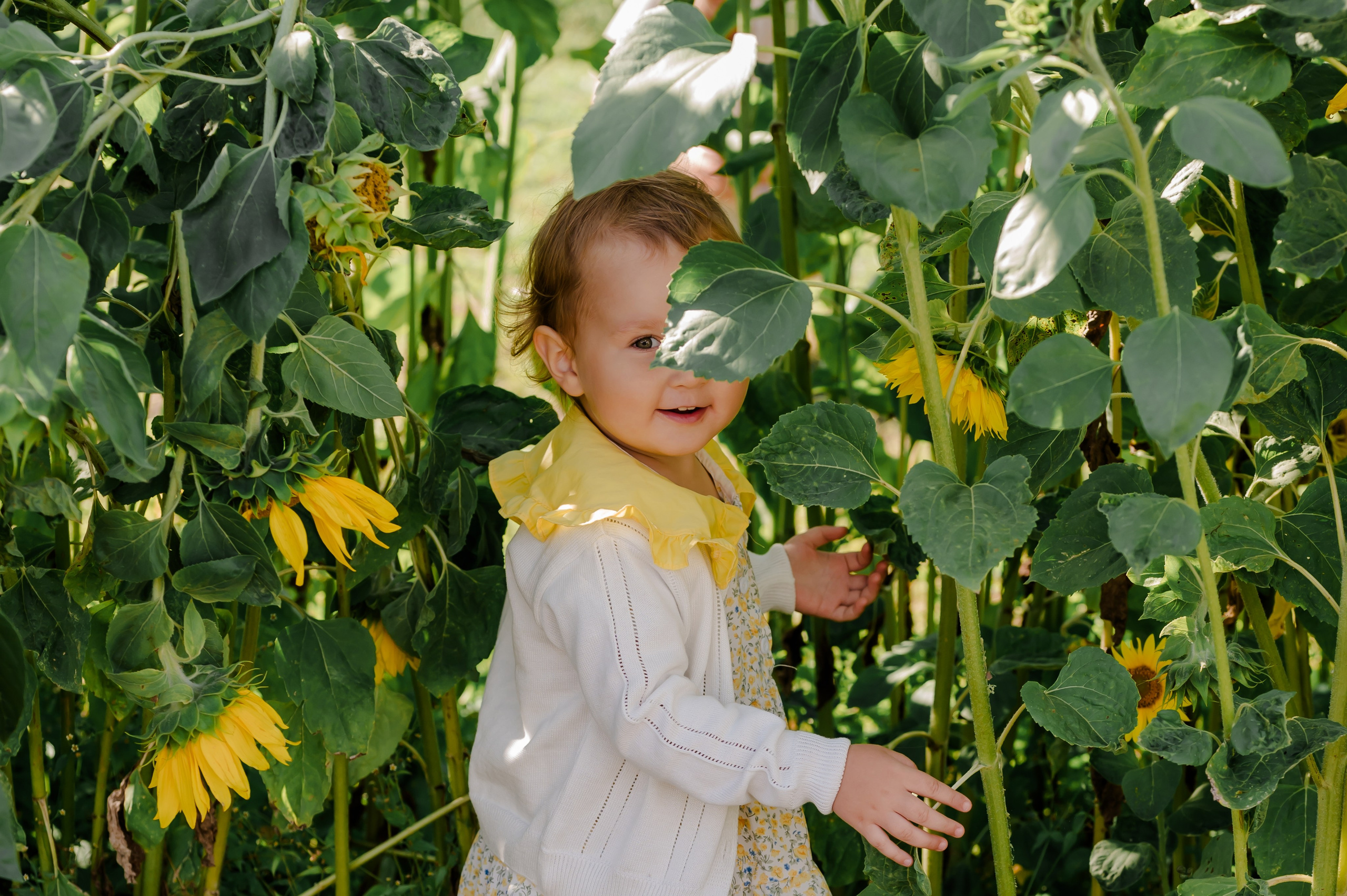 Подсолнухи. Свадебный и семейный фотограф Евгения Кононова