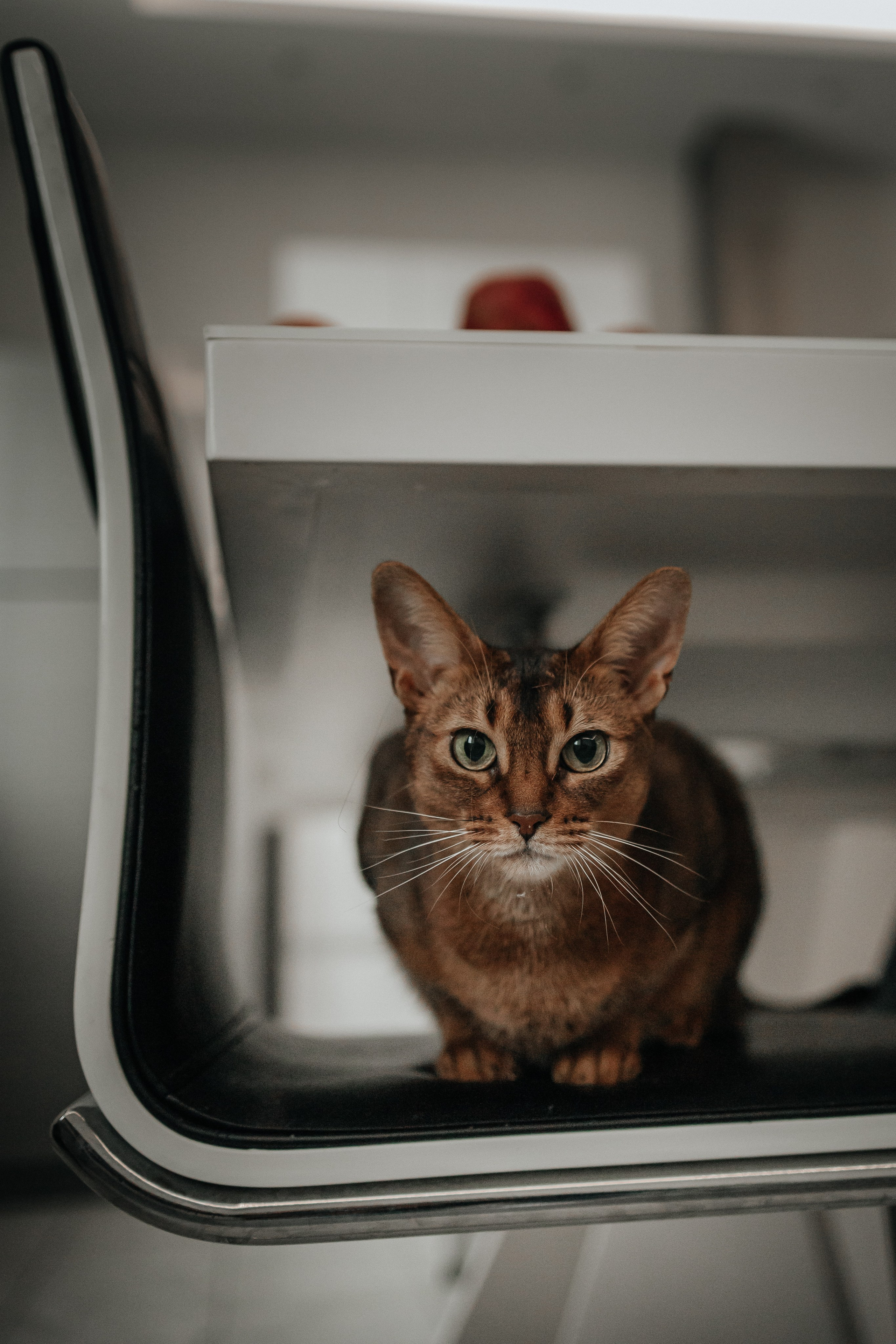 Семейная фотосессия с подростком Москва Щелково Фрязино Мытищи. Семейный фотограф в Москве, Щелково, Фрязино _ Виктория Степанова