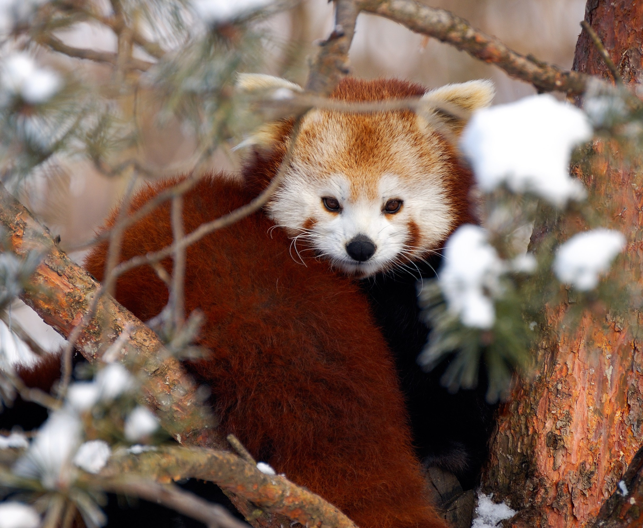 Зима. Пейзажный и предметный фотограф в Санкт-Петербурге Александр Богданов