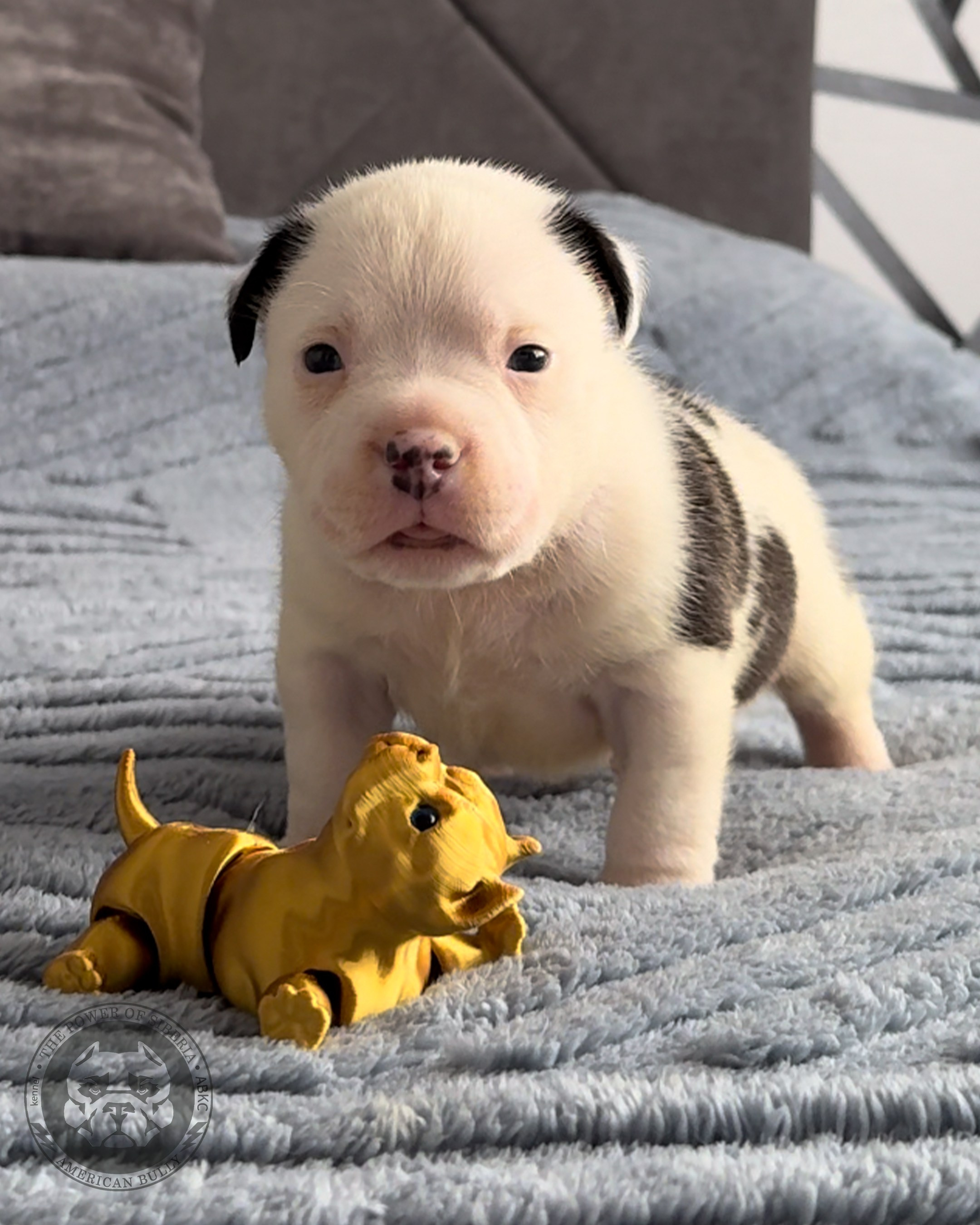 Свободные щенки Американский Булли стандарт и Свободные щенки Американский Булли классик. Американский Булли в г. Ростов-на-Дону. Питомник THE POWER OF SIBERIA