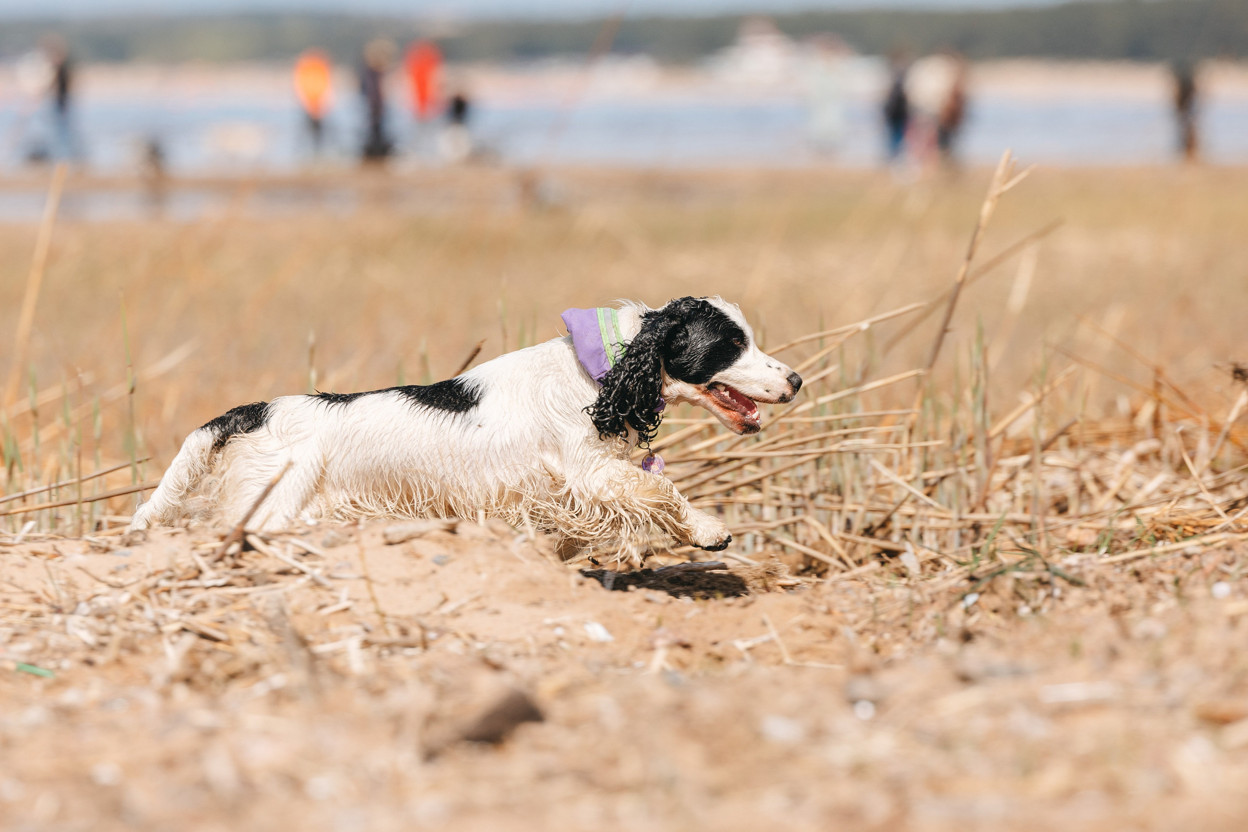 Спанимания. Фотограф анималист Осипчикова Мария
