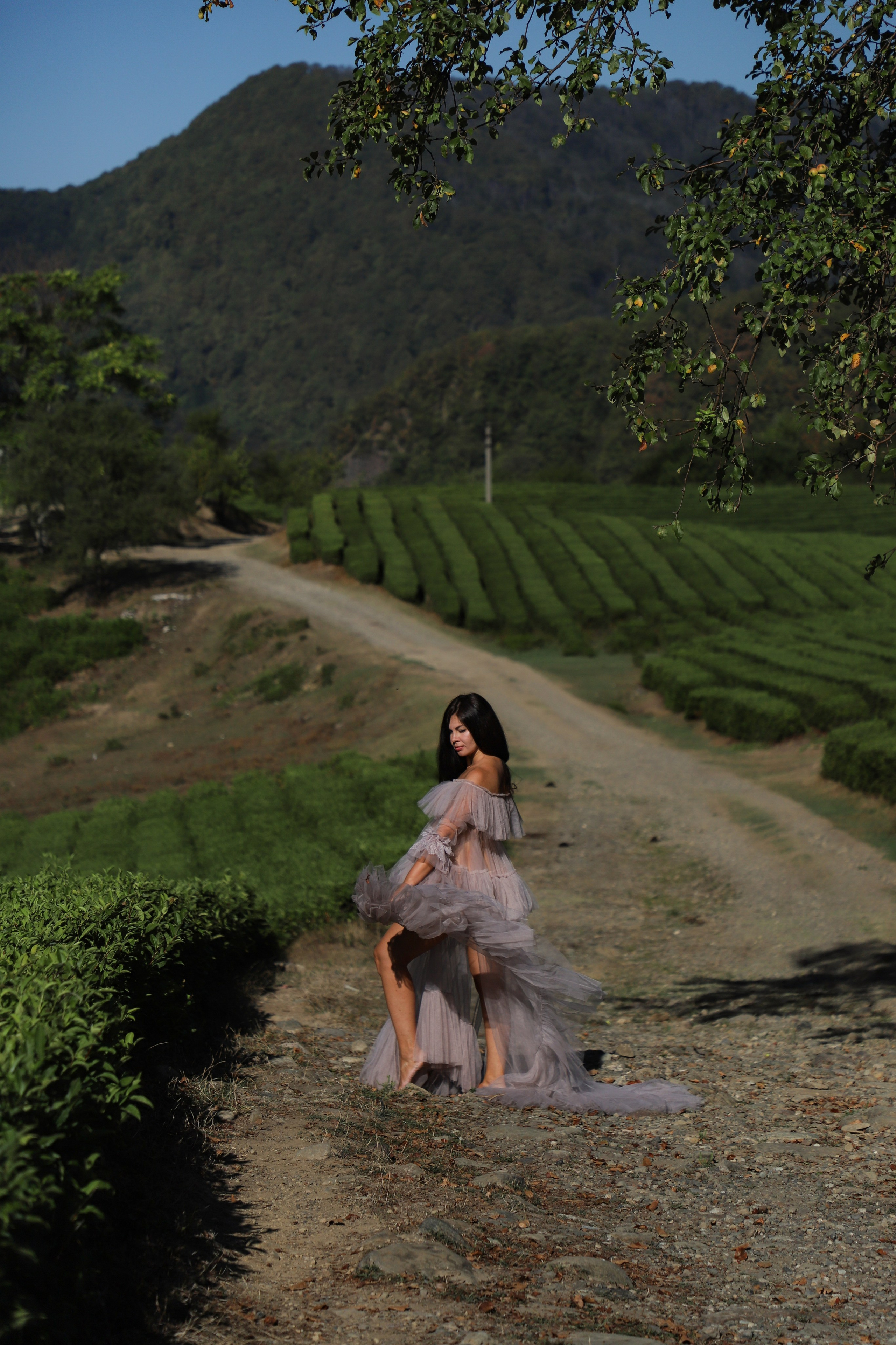 Беремняшка Мацеста чайные плантации 27.08. Главная