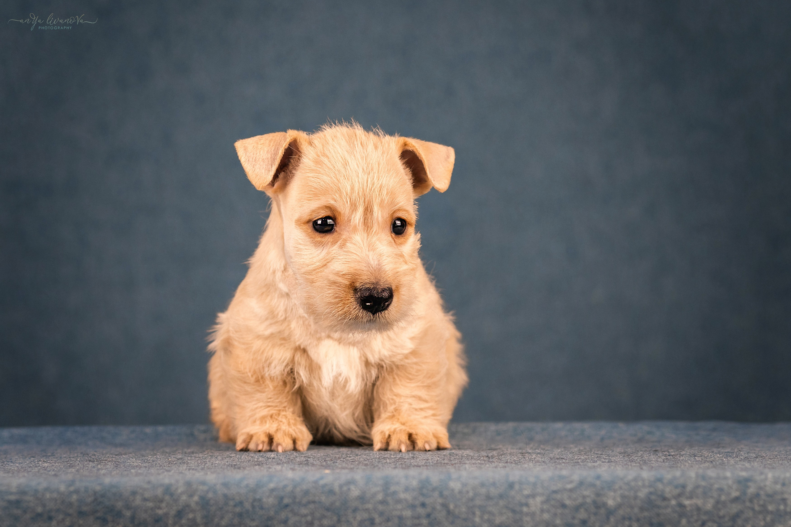 Скотти. Фотограф анималист Аня Ливанова | Рыбинск