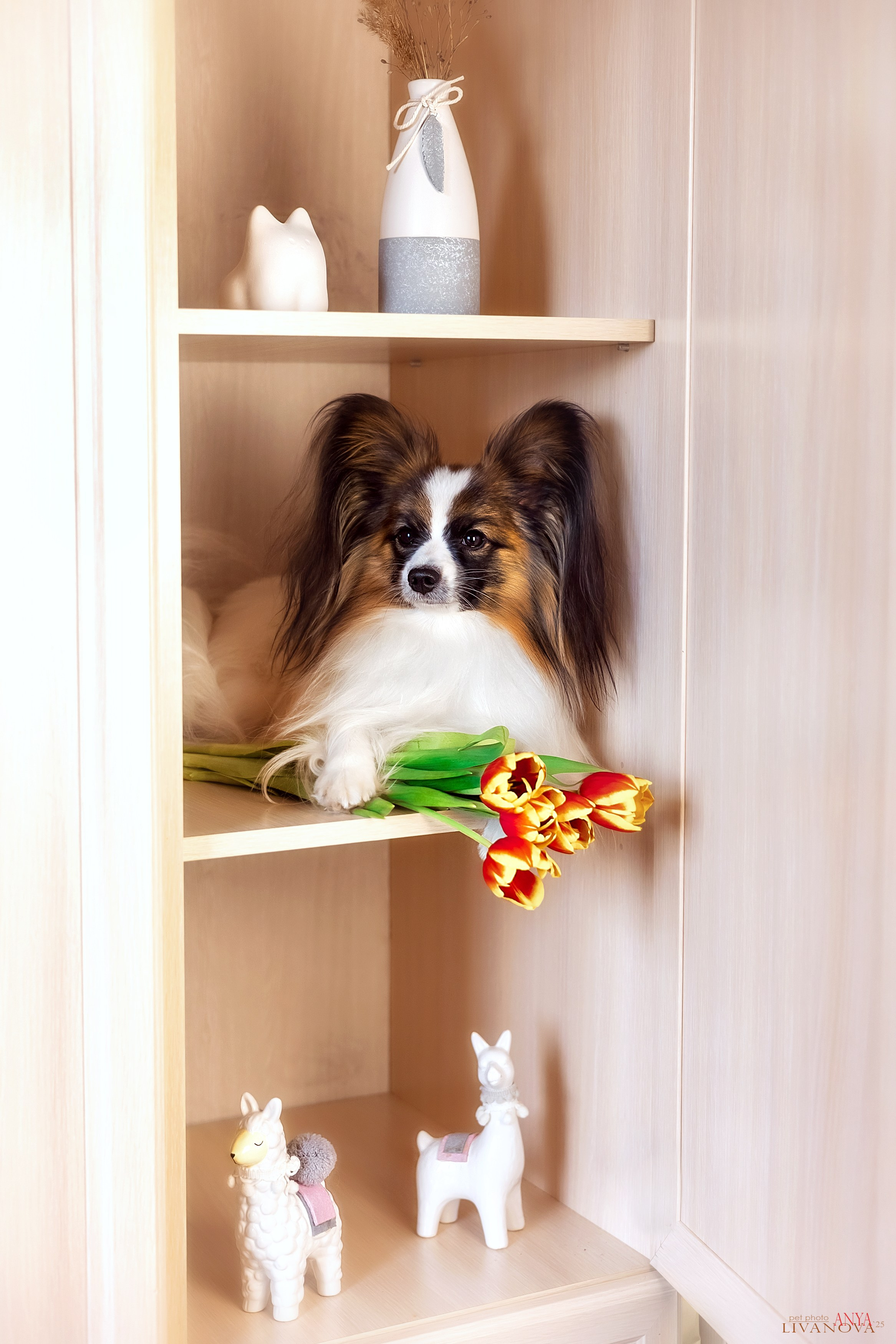 Хьюстон. Фотограф анималист Аня Ливанова | Рыбинск