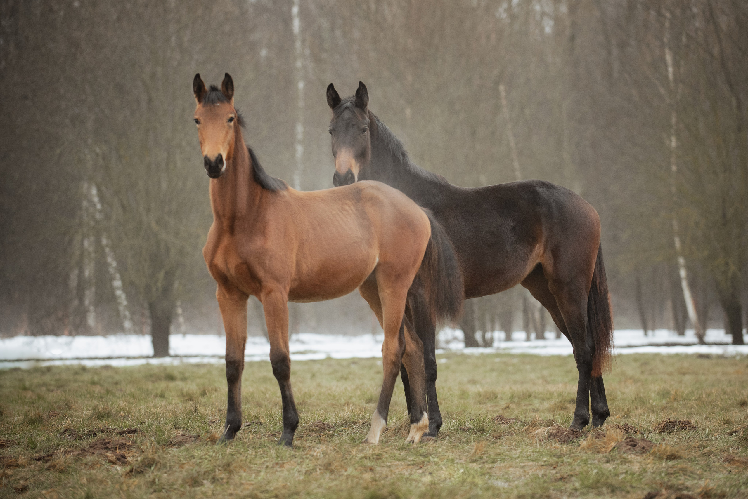 Мелкаши ЮНА. Куракина Дарья • Конный фотограф