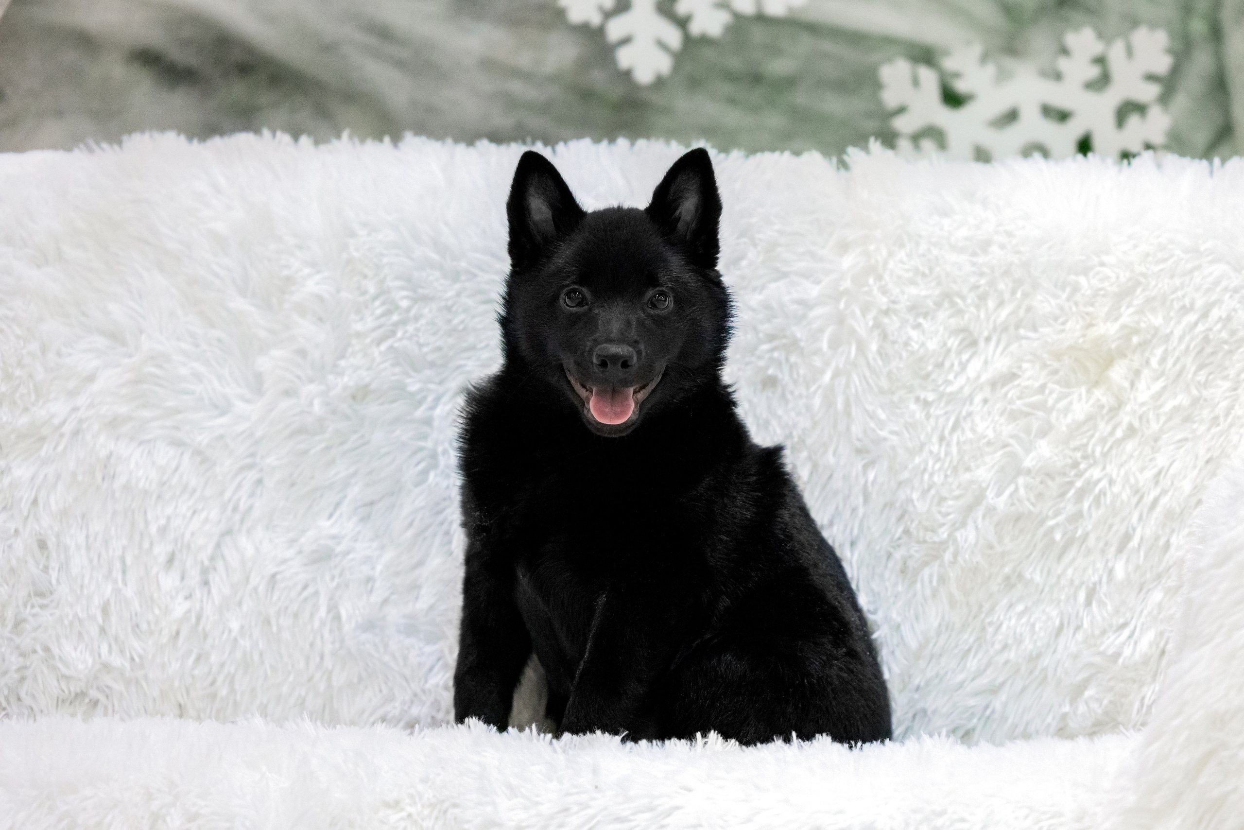 Крокус 3,9 и 10.12.2023. Фотограф-анималист Юлия Германика