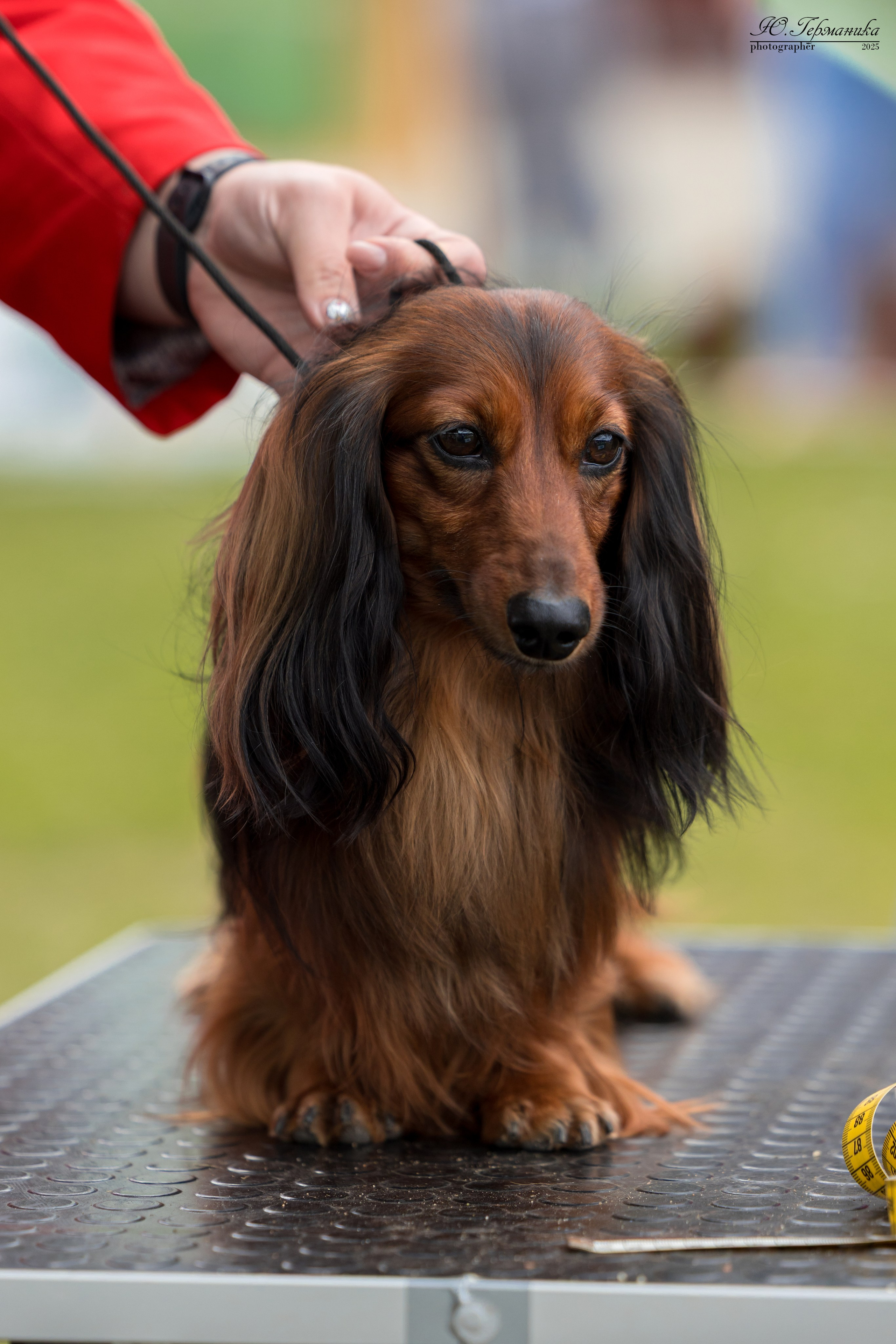 Суздаль(Владимир)17-18.05.2025. Фотограф-анималист Юлия Германика