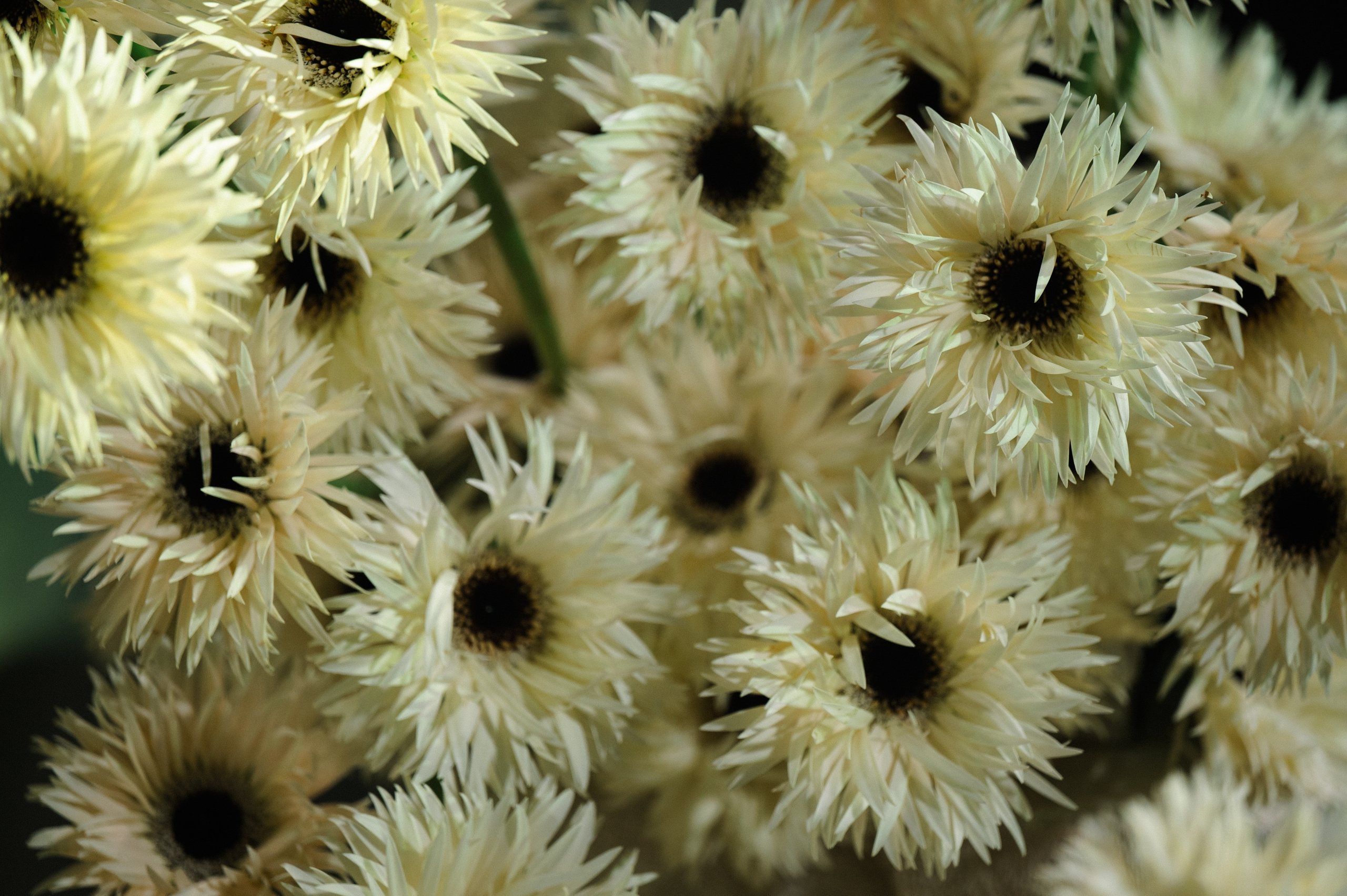 K A R U S E L. Свадебный и репортажный фотограф Сергей Чесноков