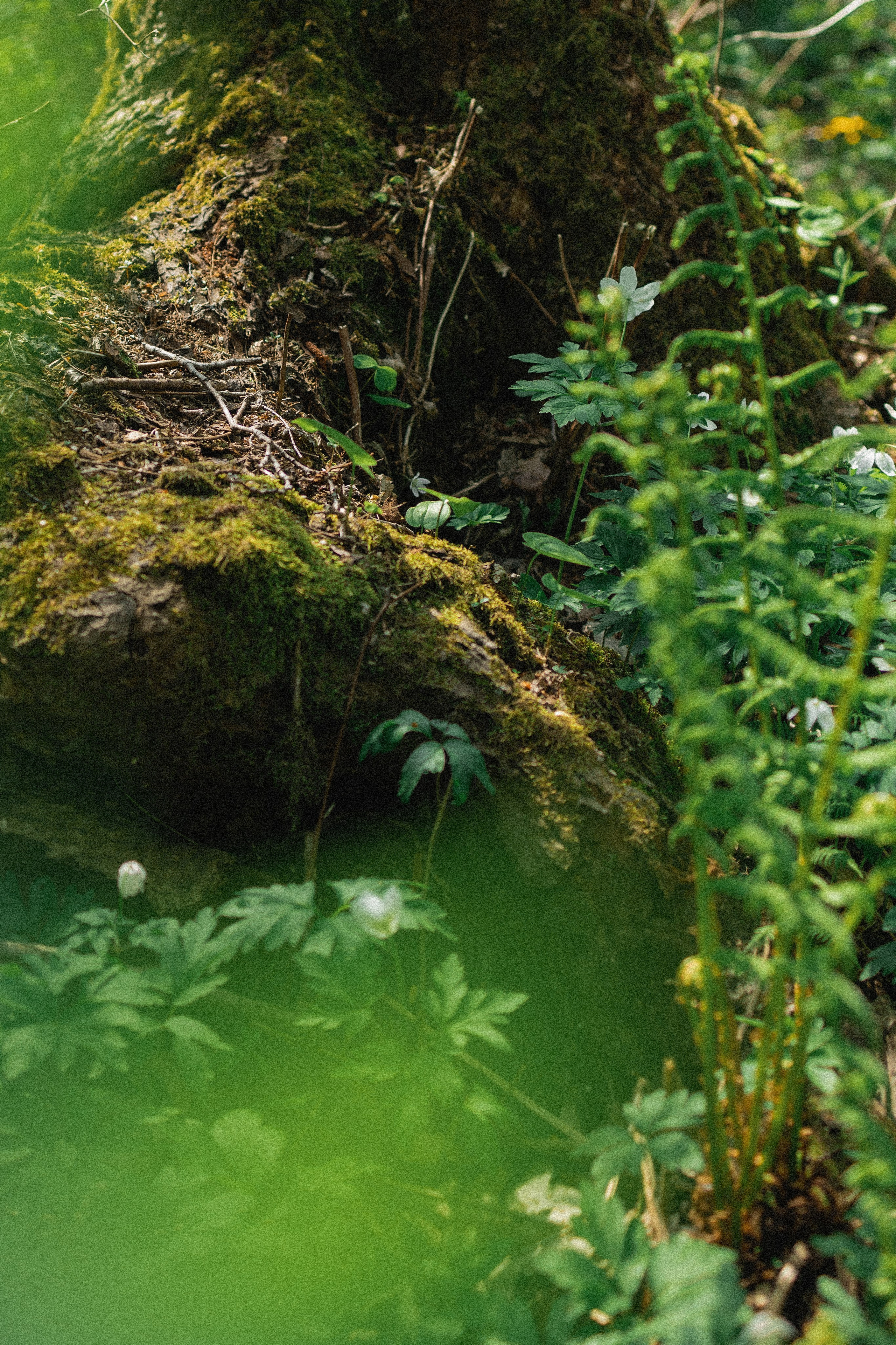 Эстетика П р о Я в л е н и я. Виноградова Маргарита. Фотограф P r o Явления