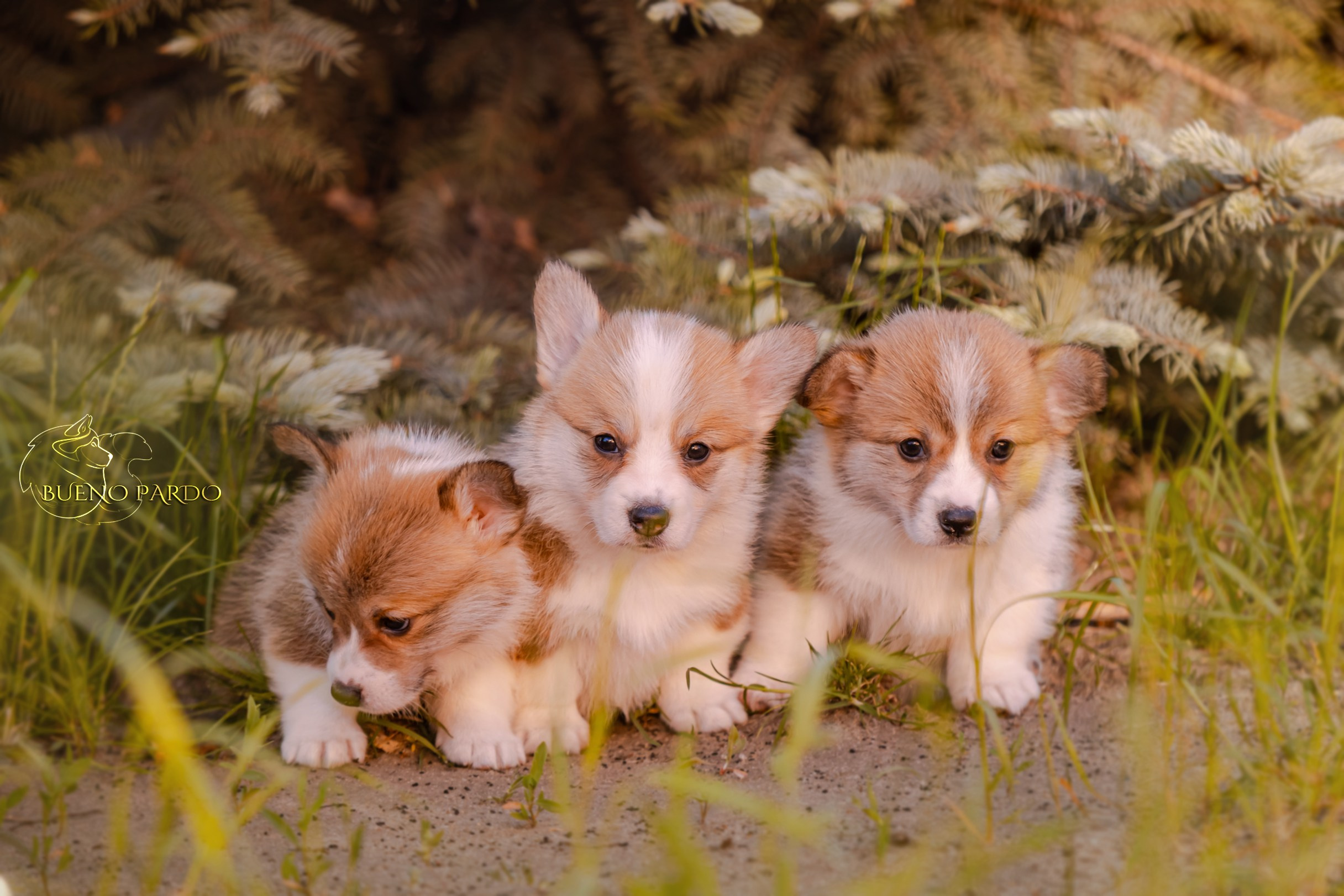 Щенки вельш корги пемброк из питомника. Питомник собак Акита, Хаски, Корги