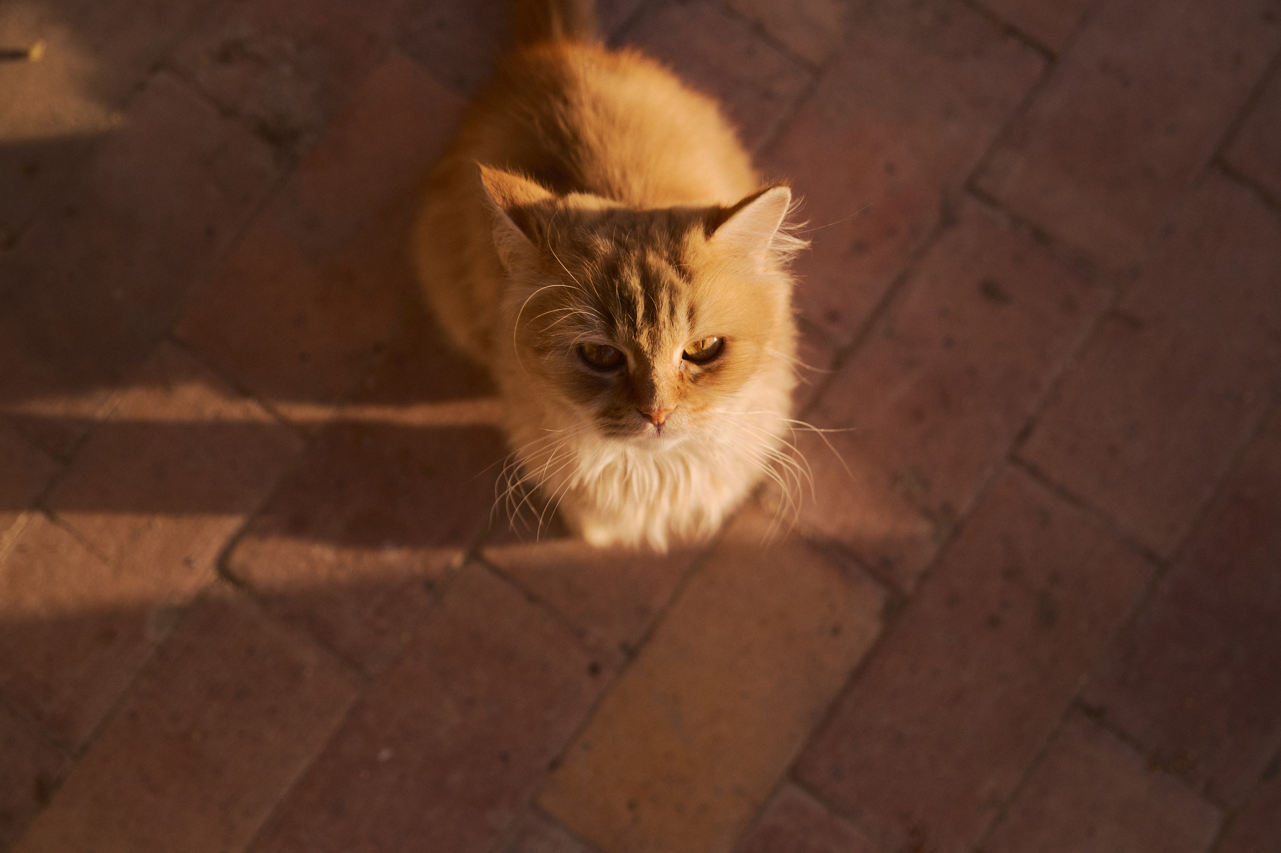 Улица горизонтальная. Jorgis — фотограф в Хургаде / обучение фотографии