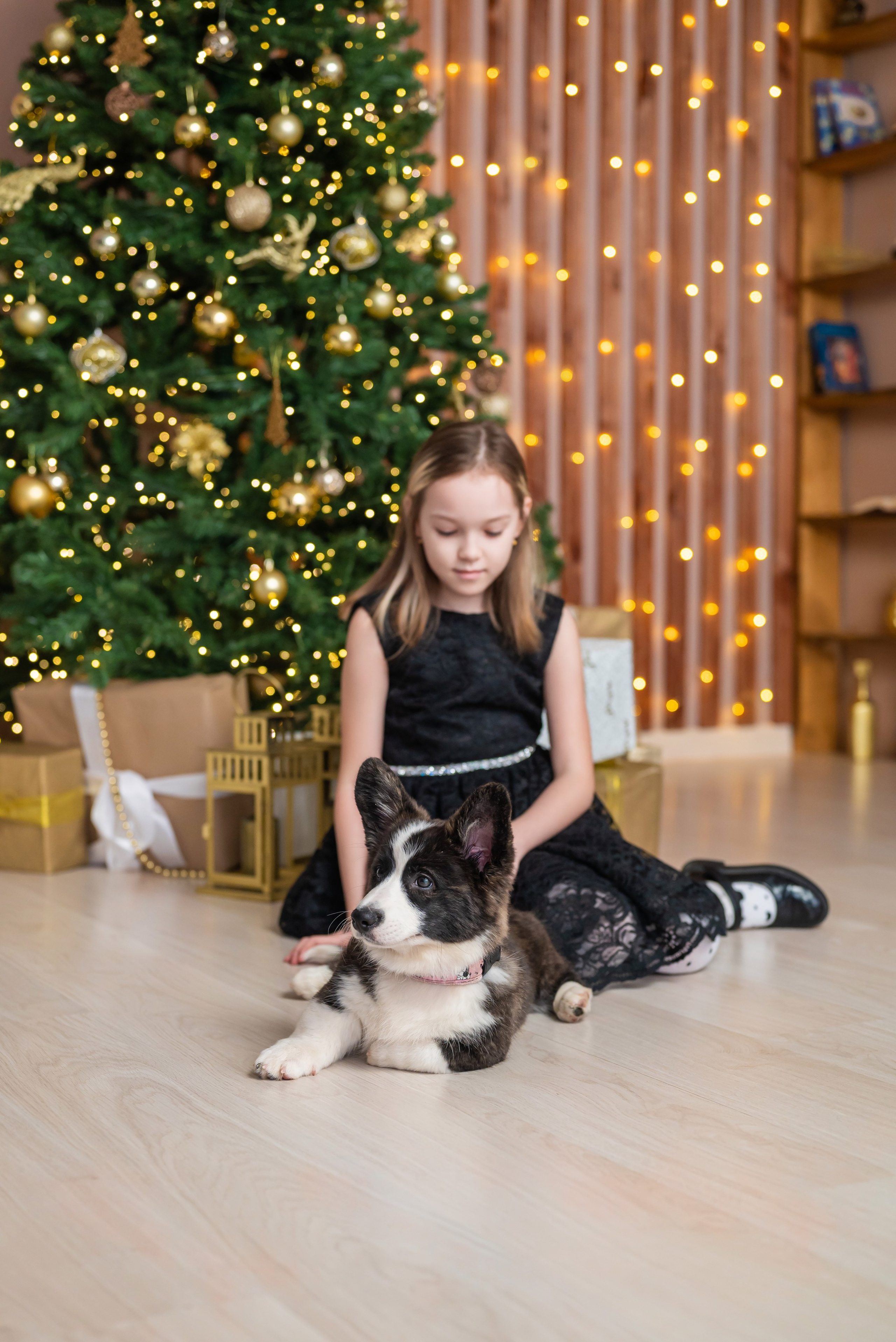 Фотопроект с корги. Фотограф в городе Салават