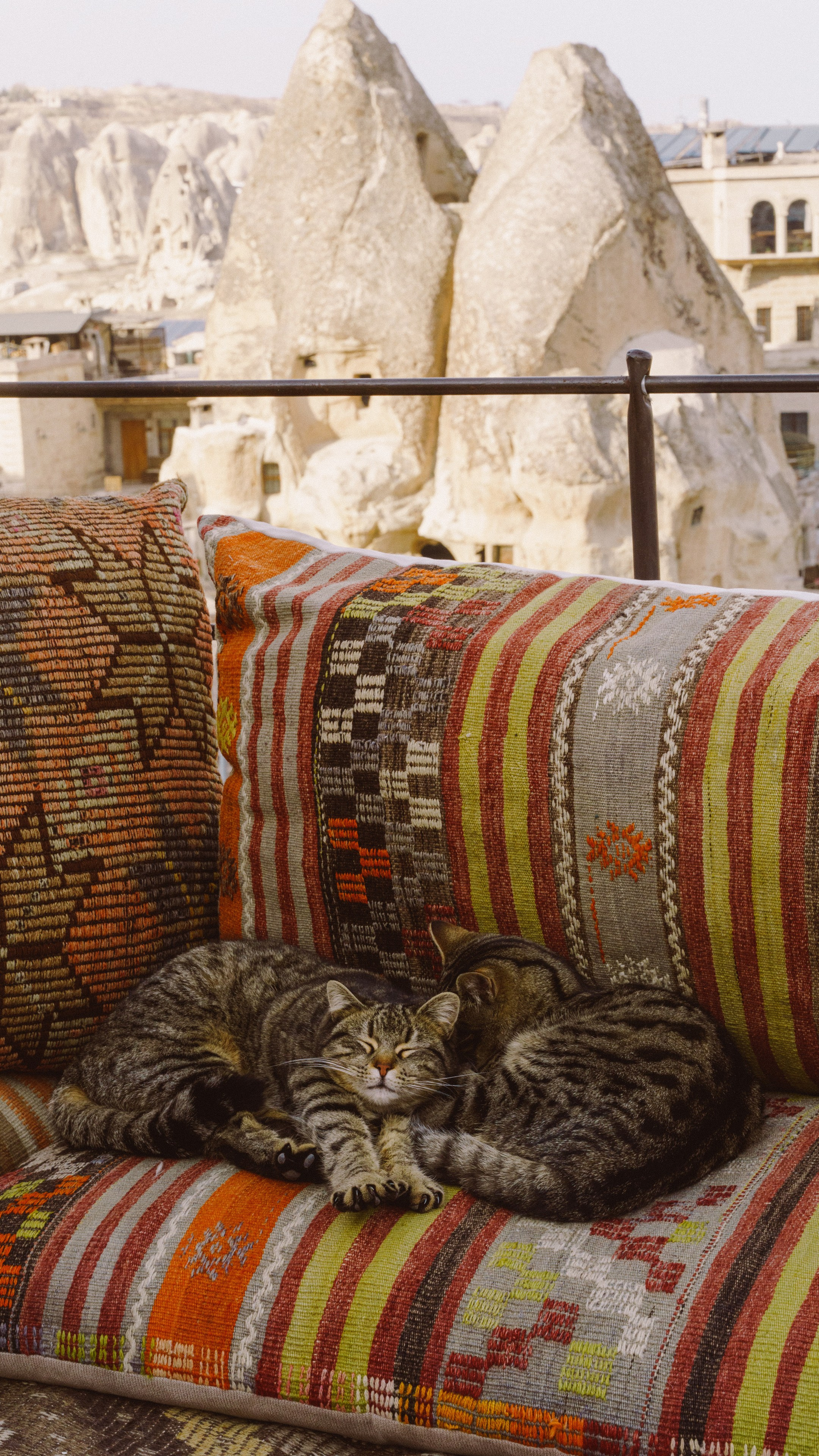 Кошки. Фотографии Дмитрия Захаренко