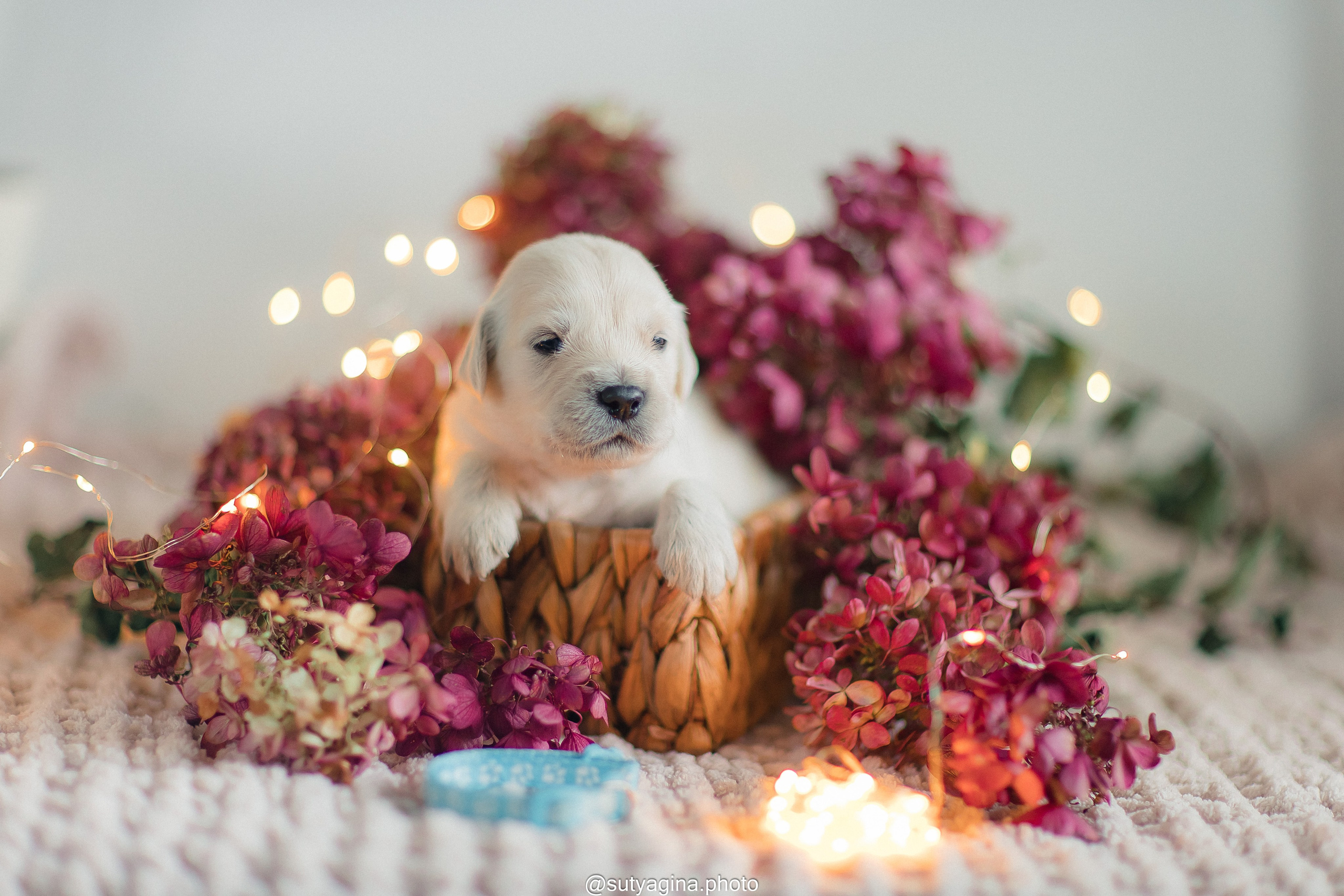 Голубой ошейник. Свадебный и женский фотограф