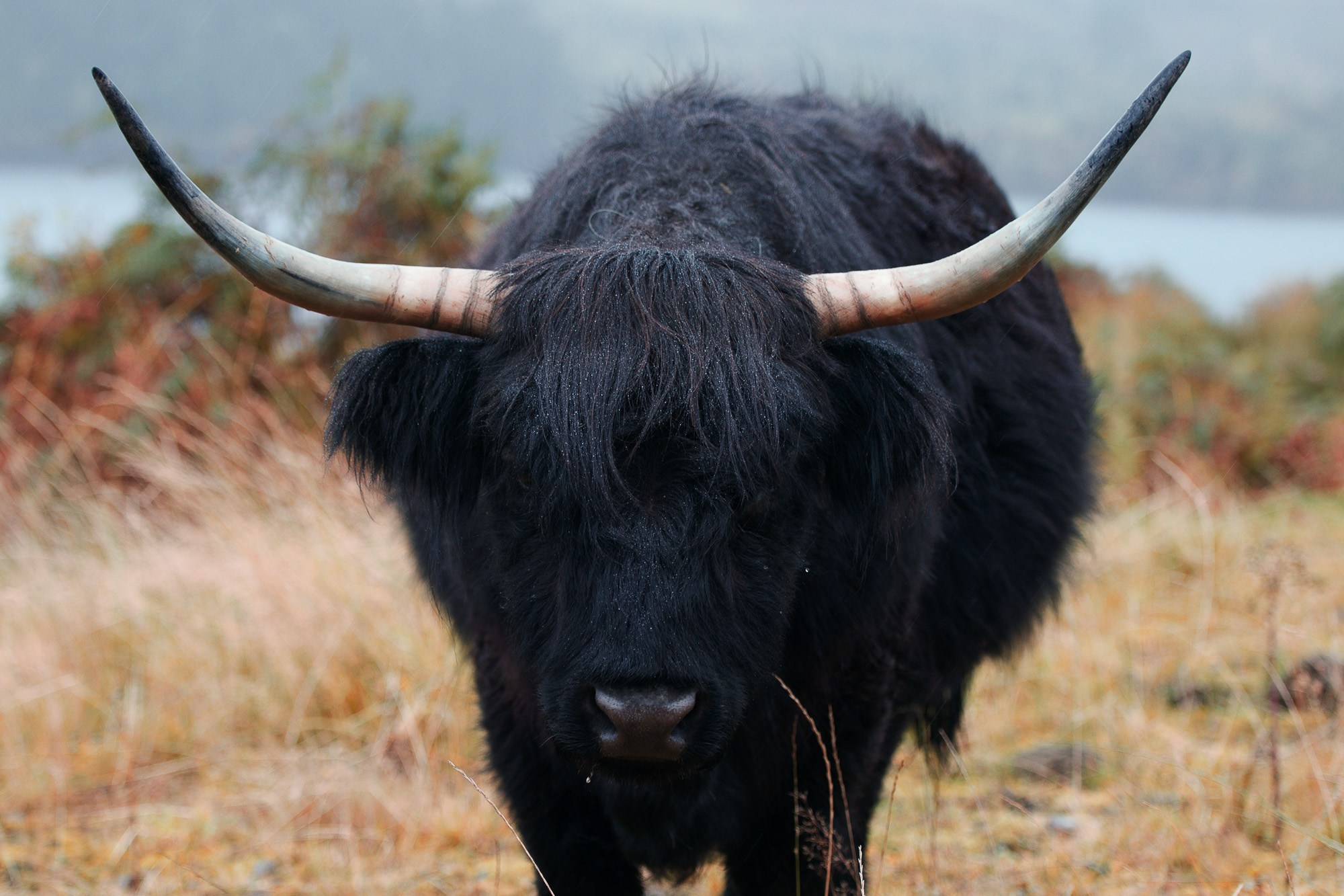 Крупный план черной шотландской высокогорной коровы (Highland cattle) в естественной среде обитания, с длинной мохнатой шерстью и большими рогами