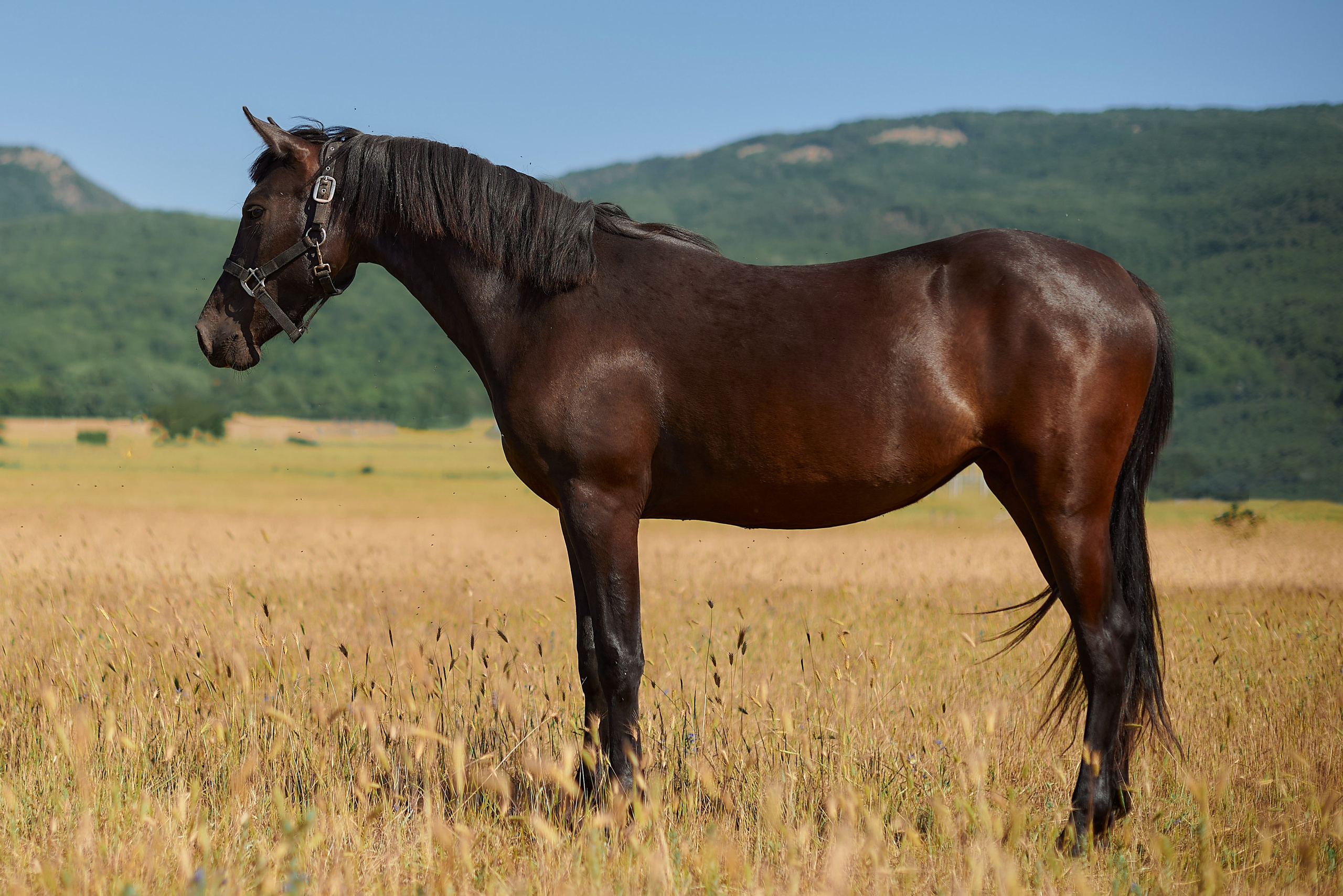 Изя. Фотограф в Севастополе