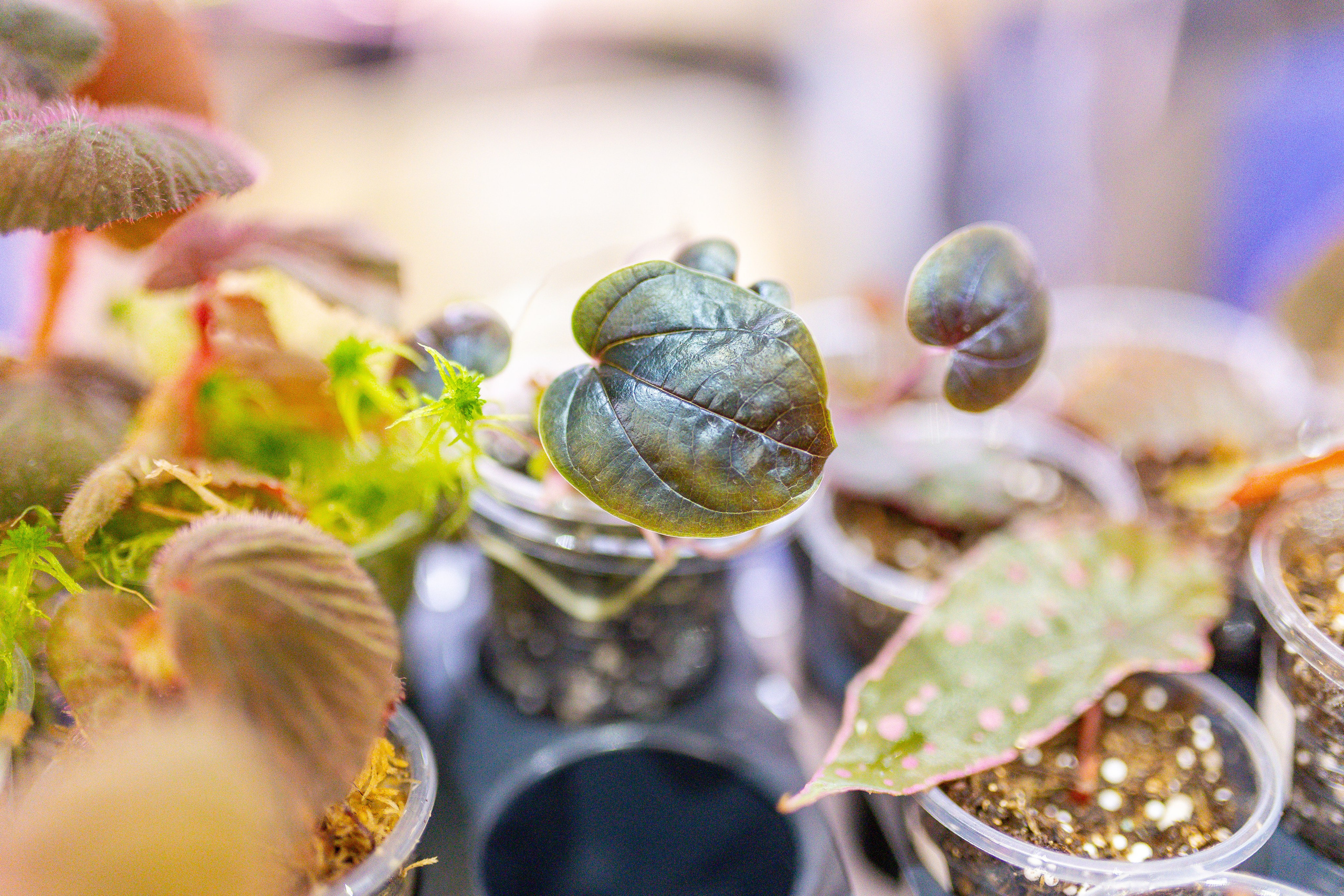 Монстериум 11–12 октября. Александра Куликова фотограф, Москва