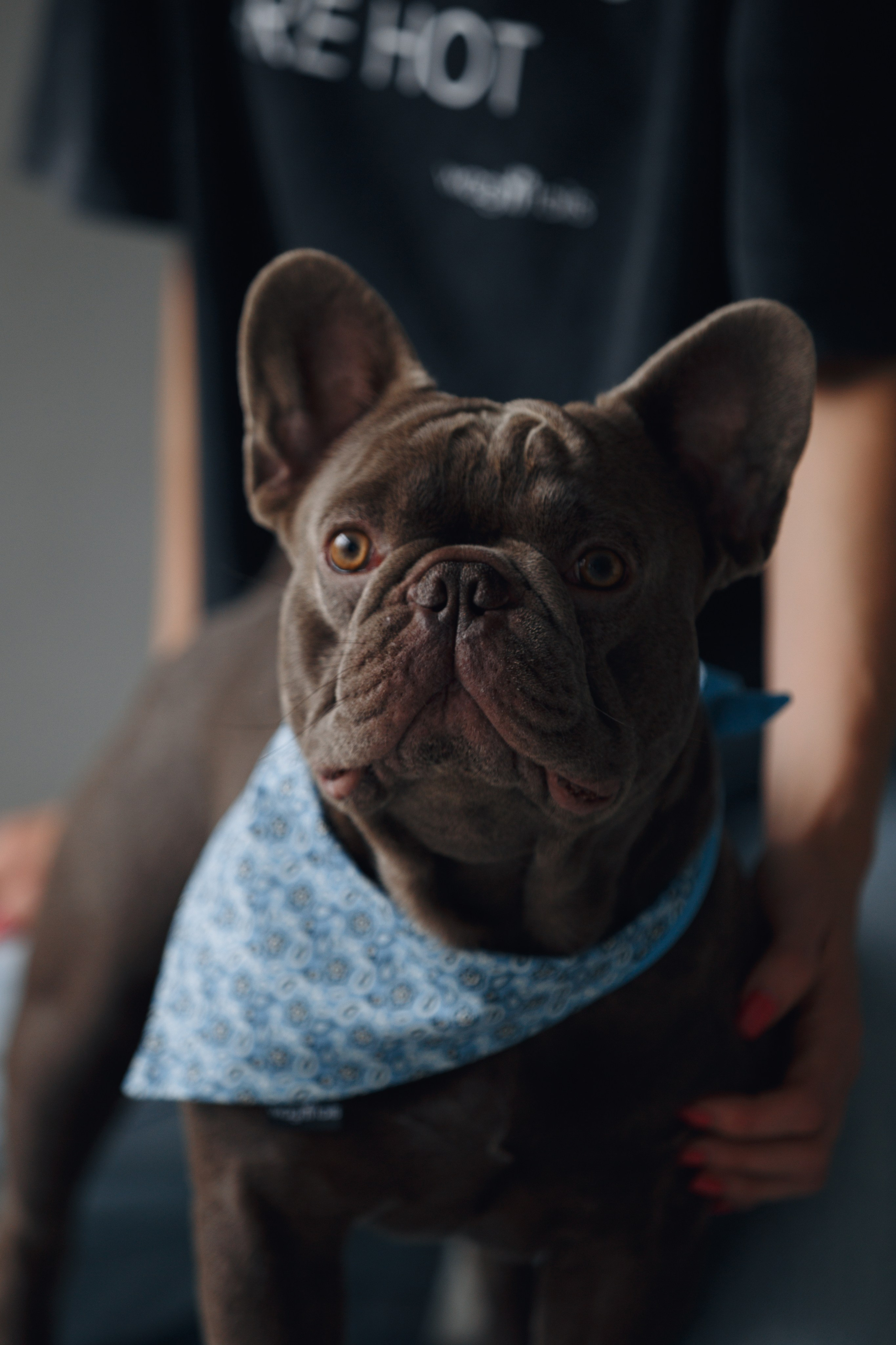 Wag'n'tails аксессуары для животных. Фотограф анималист Кристина Карпова, Москва