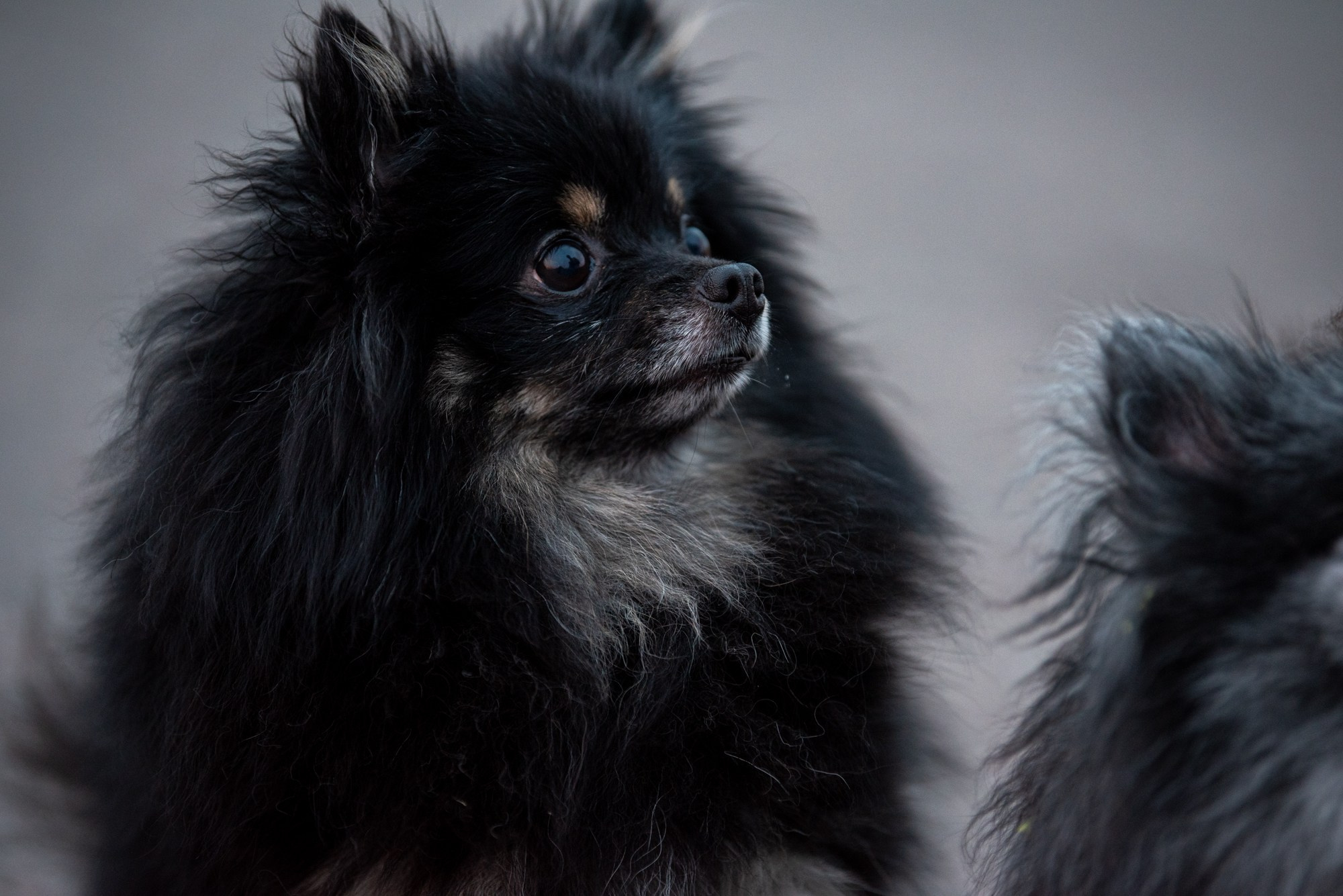 Спасенные шпицы. Фотограф в Москве Виктория Назаренко