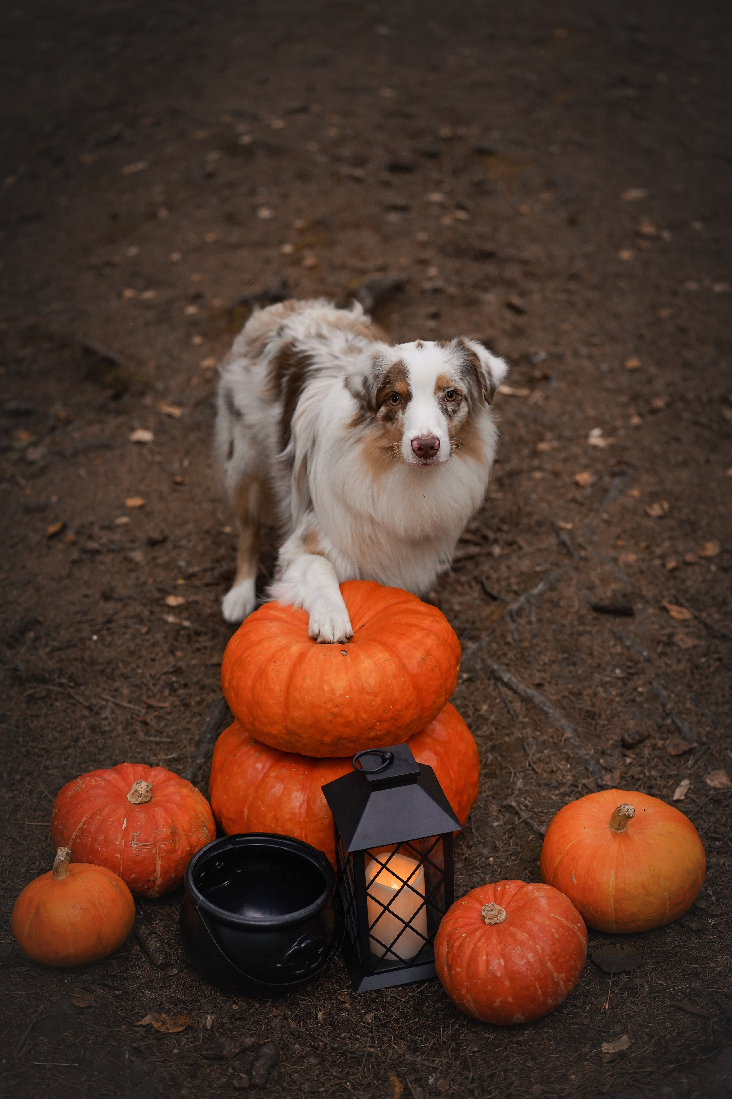 Панда тыковки. Фотограф-анималист в Санкт-Петербурге Яна Мартынова