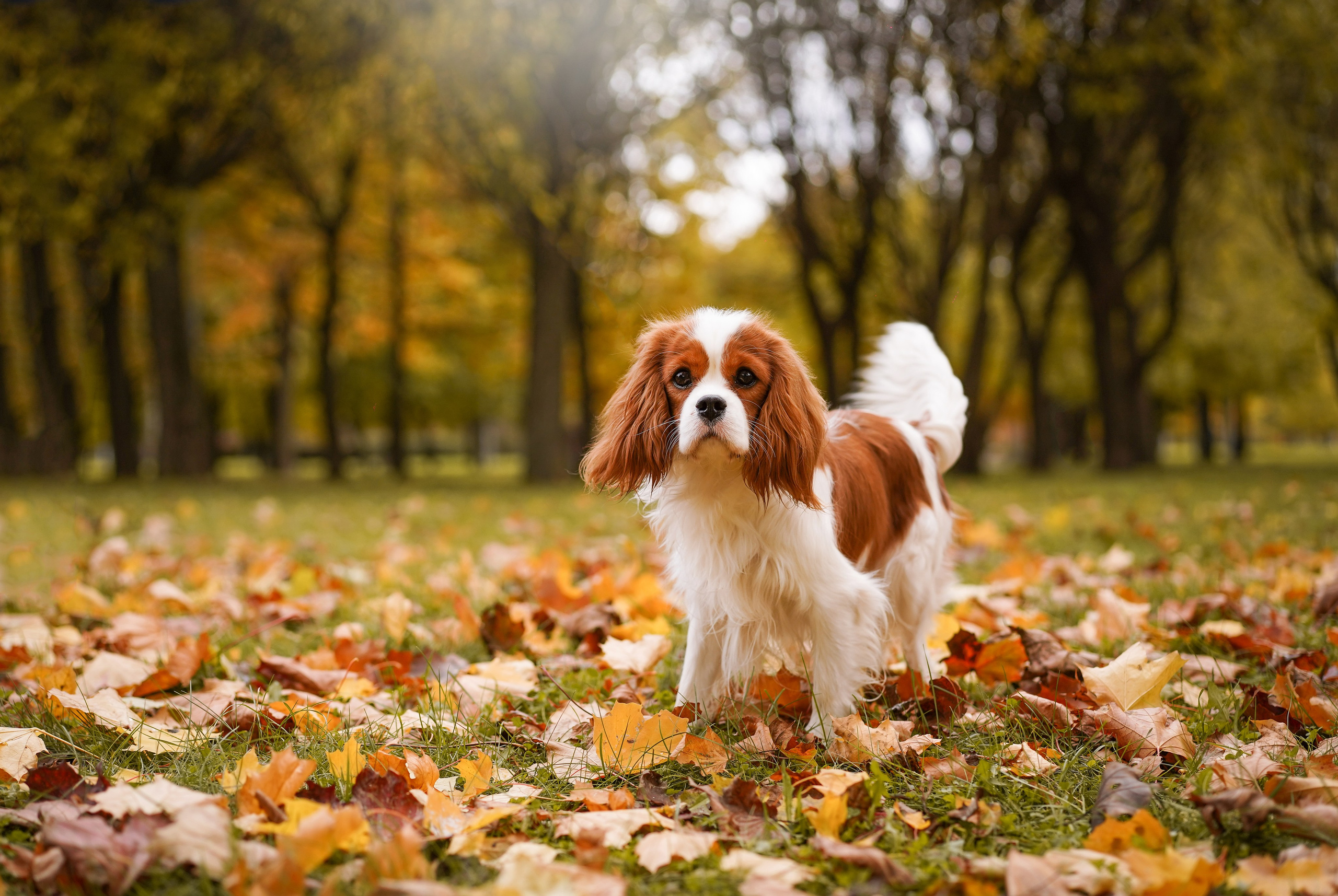 Катя Валера Саша и кавалерчики. Фотограф-анималист в Санкт-Петербурге Яна Мартынова