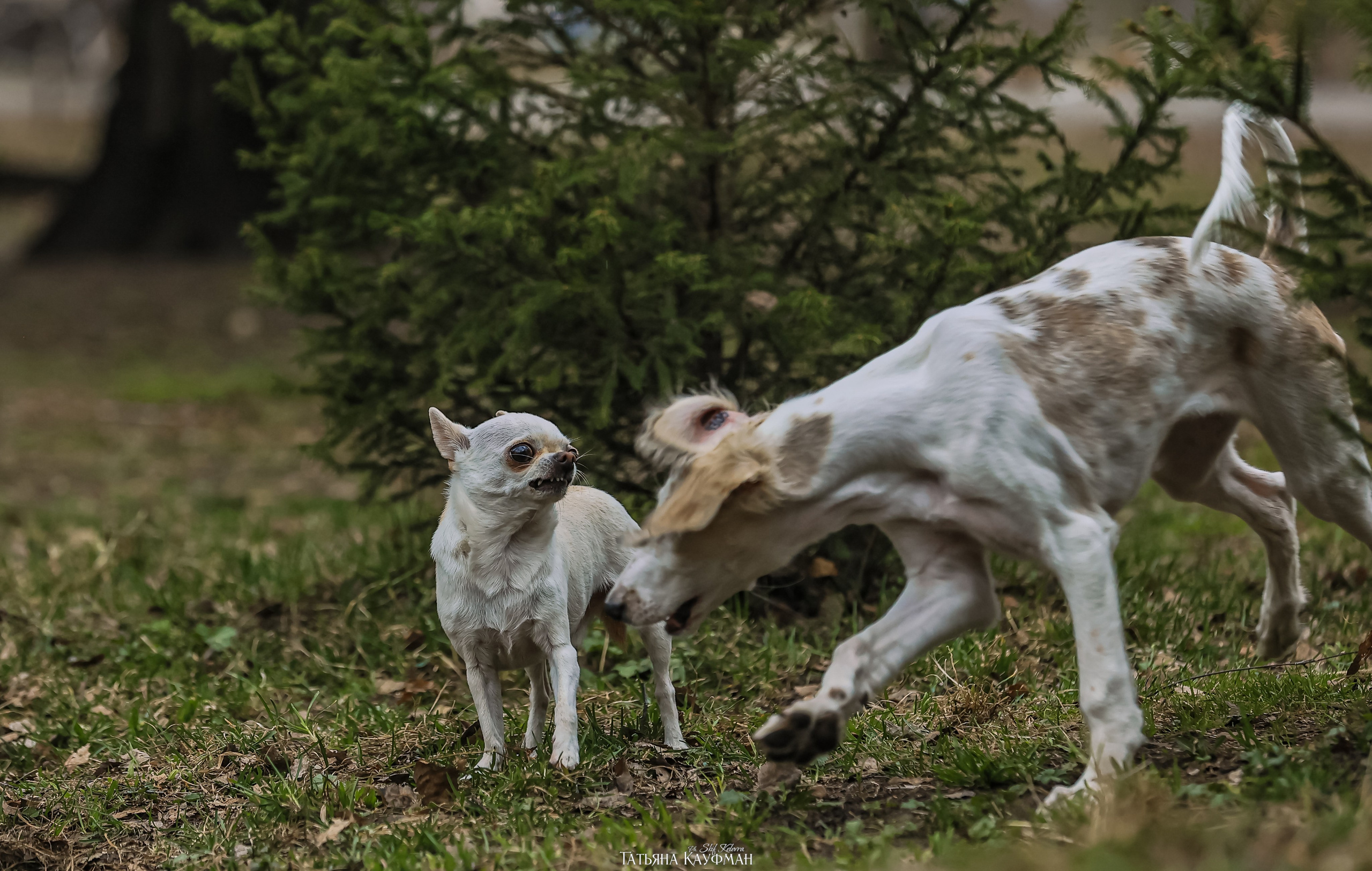 Салюки, фотография салюки, красивая собака, фотограф анималист, фотокурс Анималистика, научиться фотографировать собак, фотограф Новосибирск