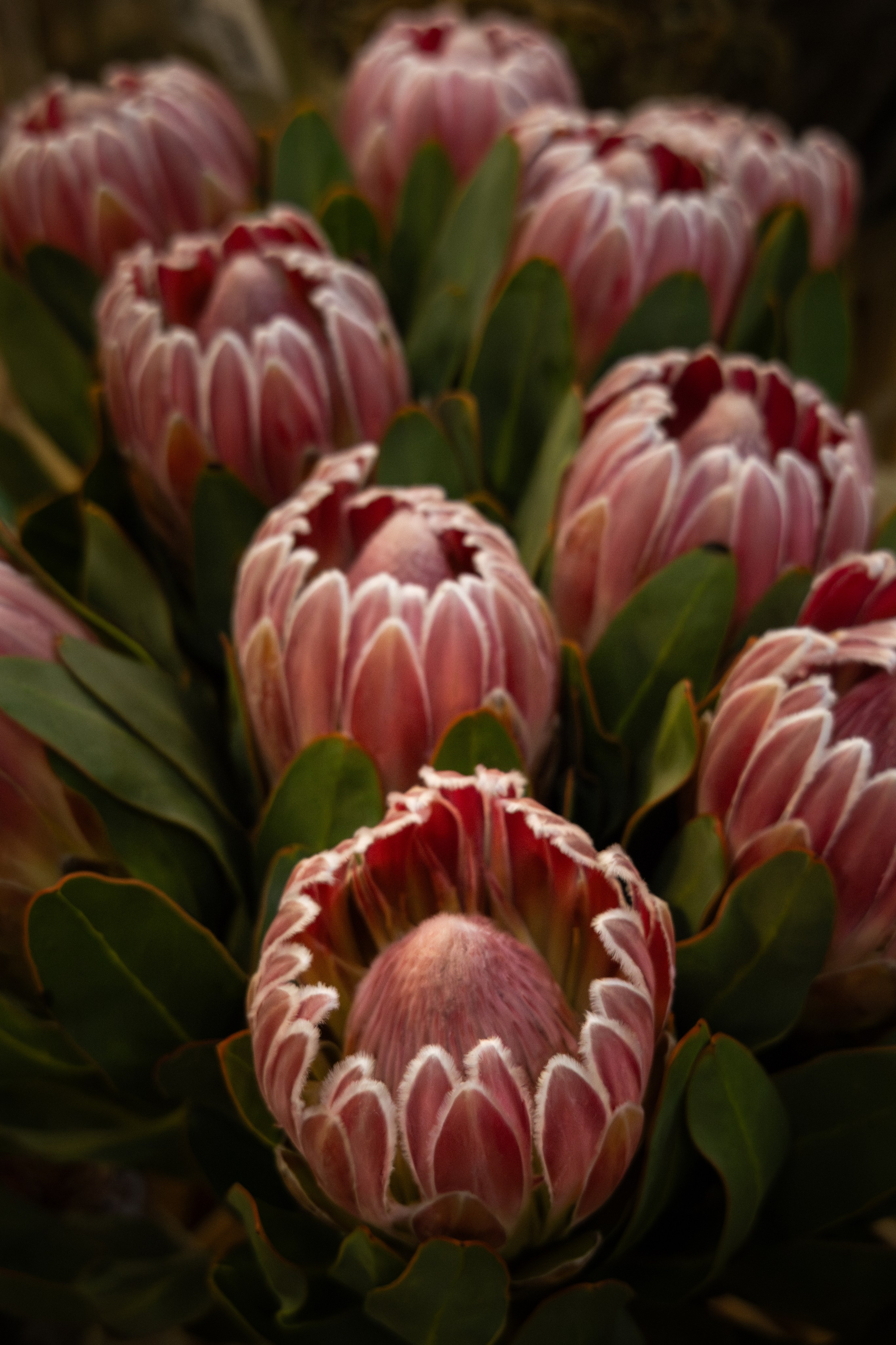 Flower warehouse. Фотограф Дарья Карпенко