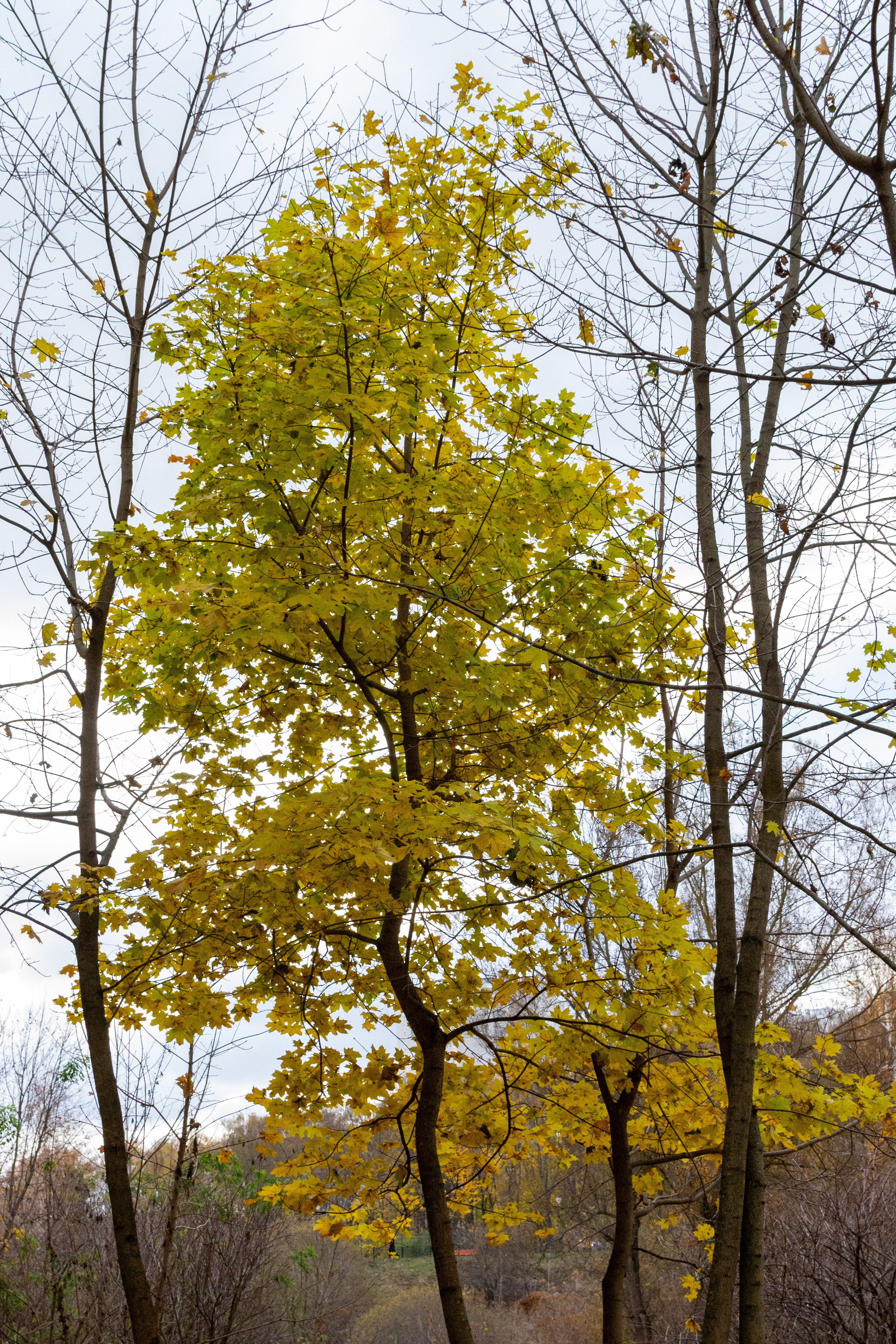 Старенький Nikon 3100 и nikkor 35 mm 1.8 (фото проявленные из RAW-NEF файлов). Фотограф в Туле Крупский АнДРей. Фотостудия «КАДР71» в Туле