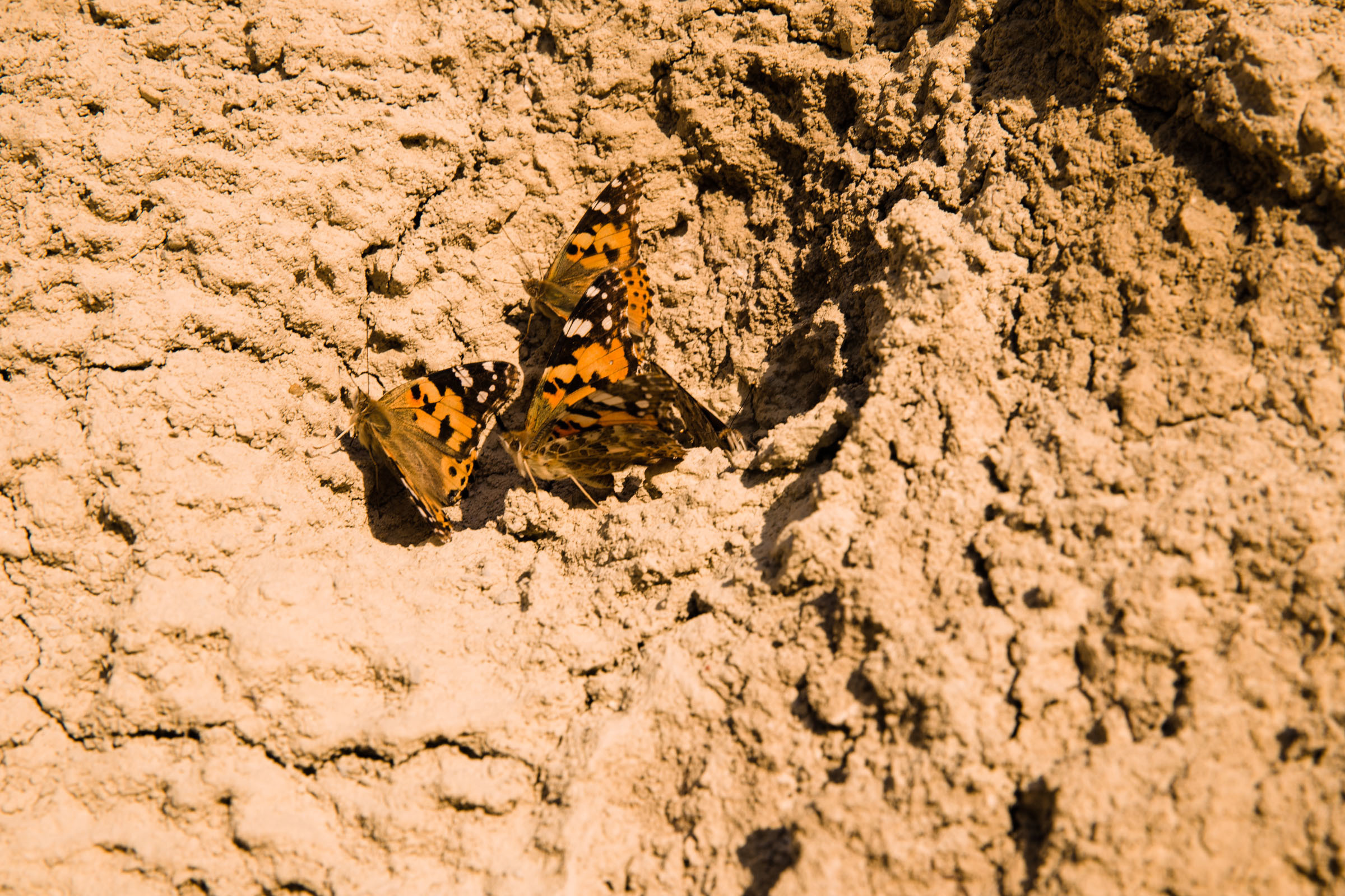 Всё лето в один день // Ксения. Фотограф Алутера Ирина