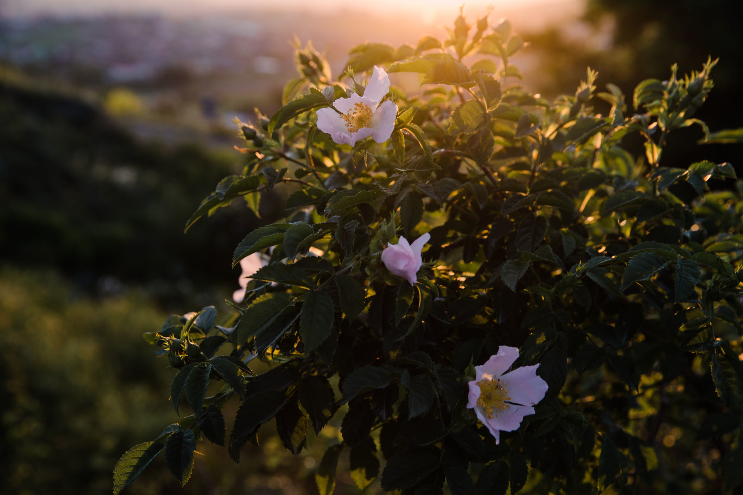 Всё лето в один день // Ксения. Фотограф Алутера Ирина