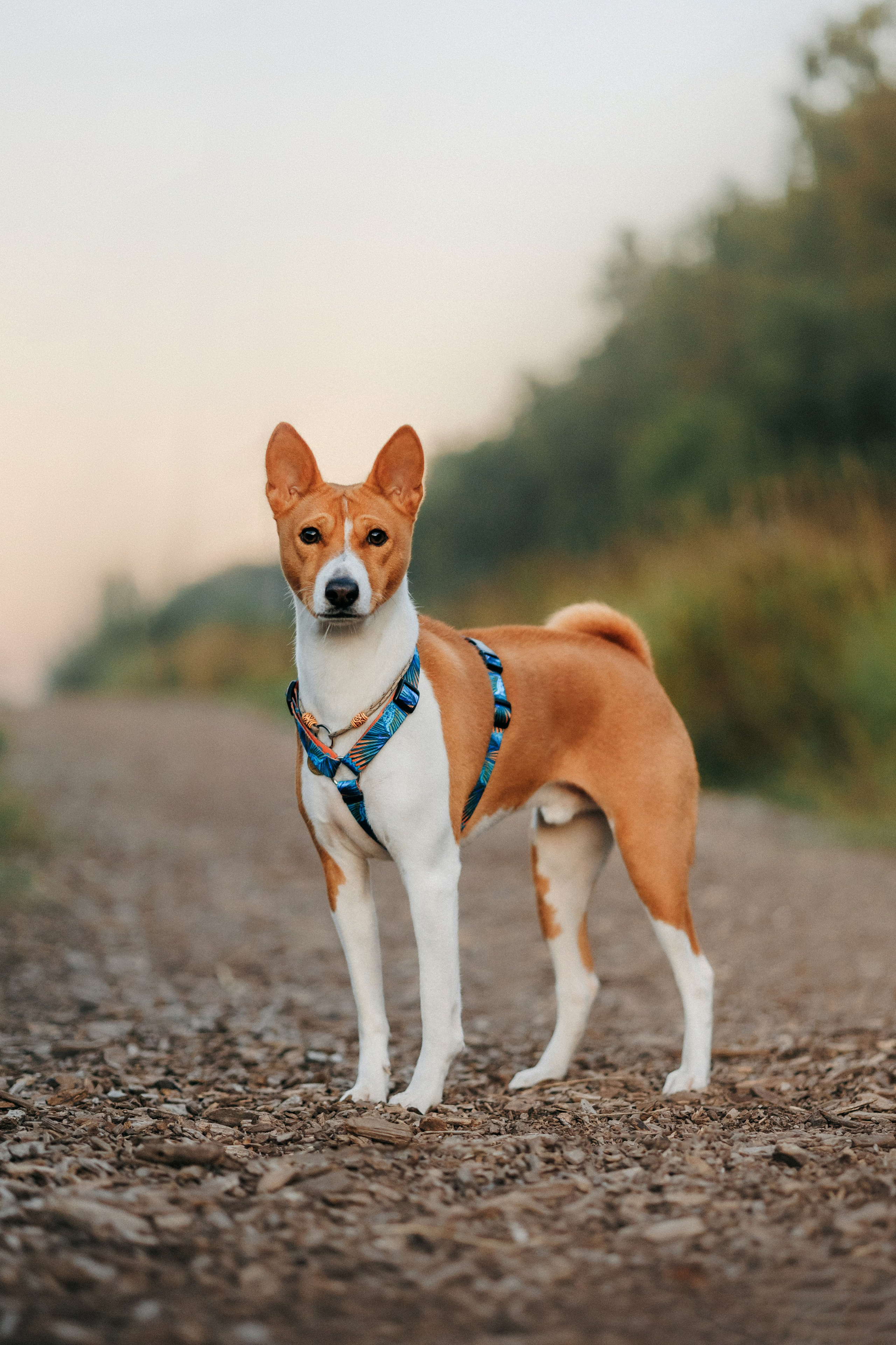 Лена и Джин. Фотограф-анималист Елена Радченко, Москва
