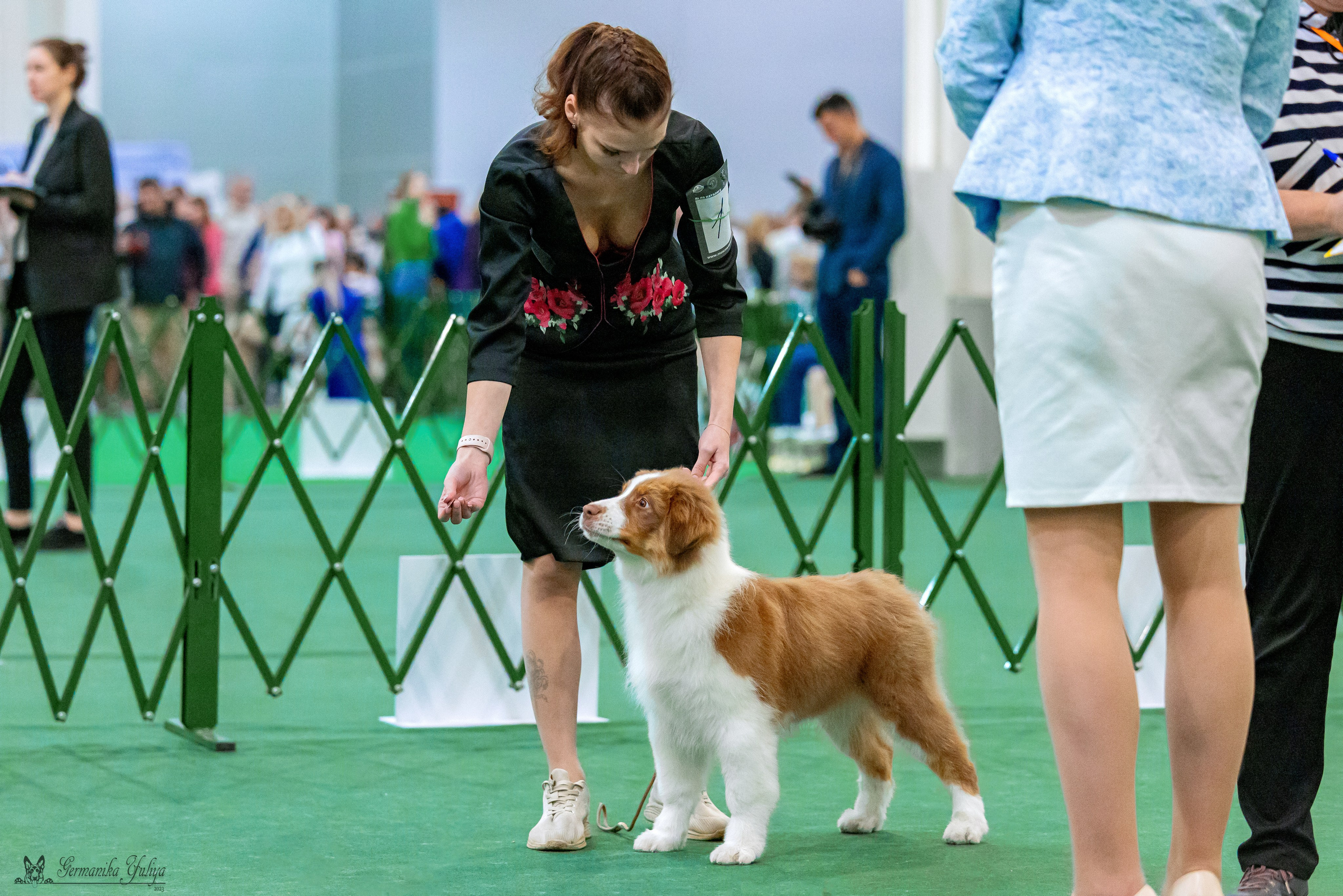 Сфера 29.10,Крокус 4.11,Сфера 12.11.2023. Фотограф-анималист Юлия Германика